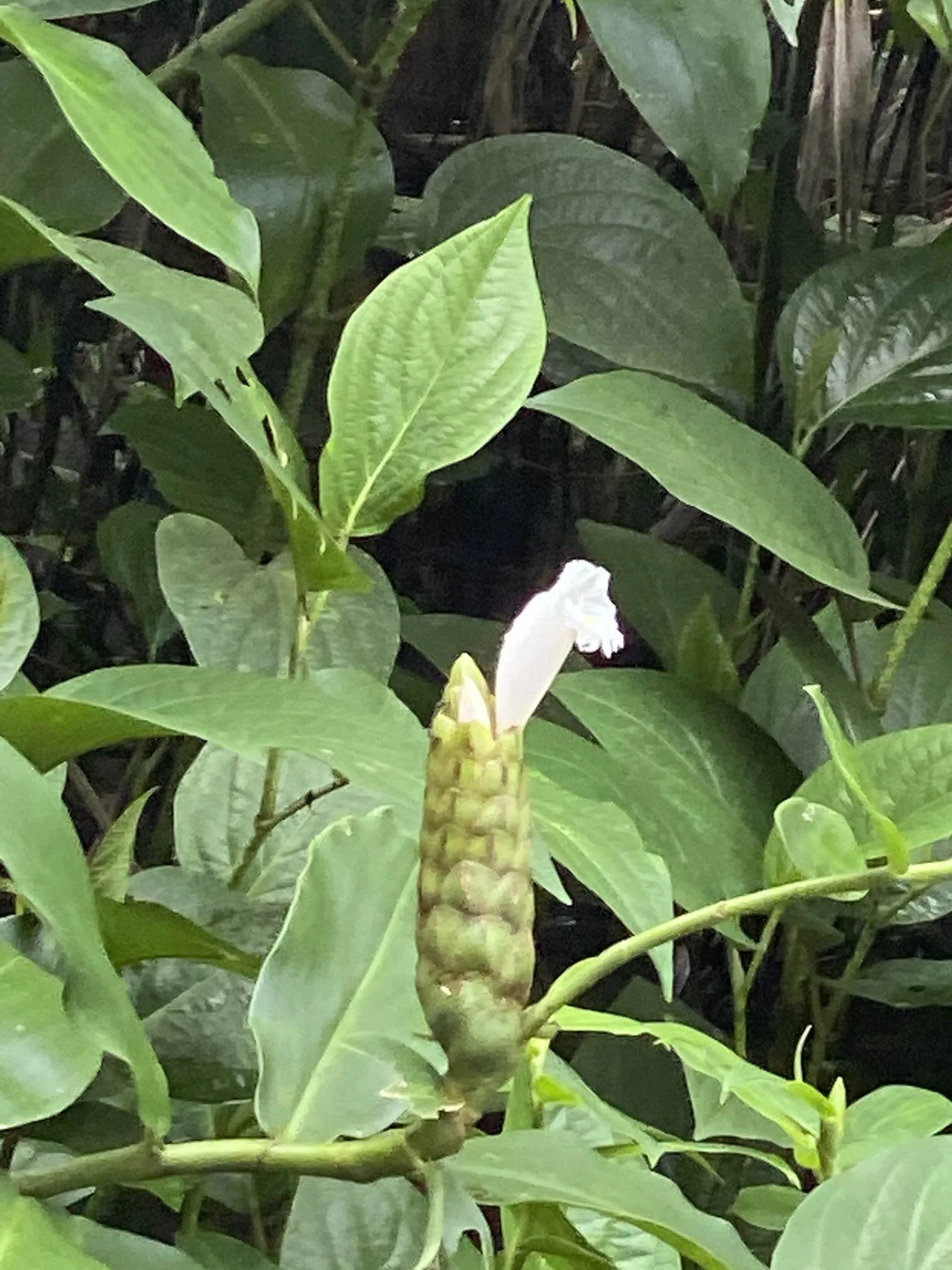 IMG_0330.jpeg