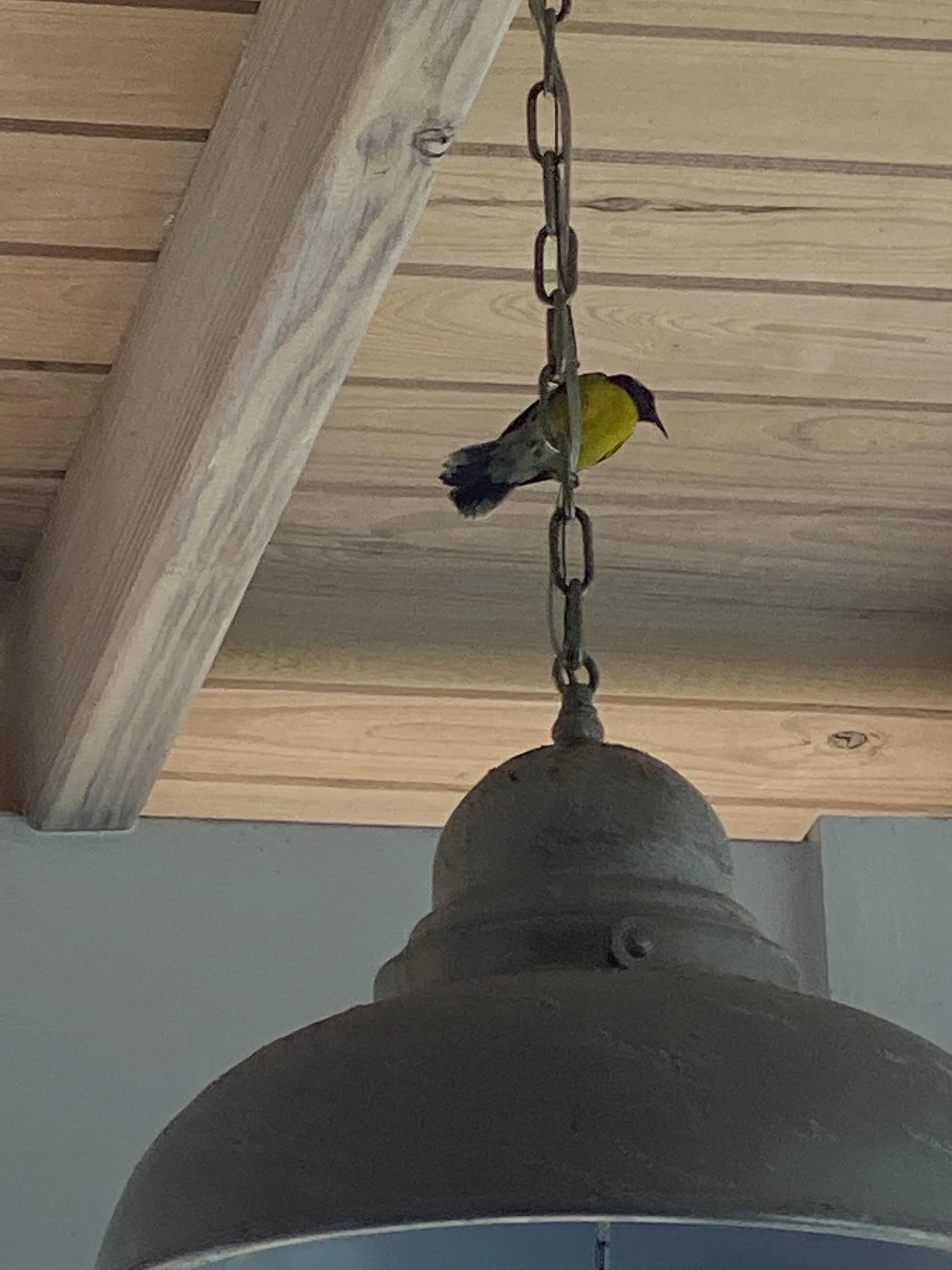 IMG_1585.jpeg