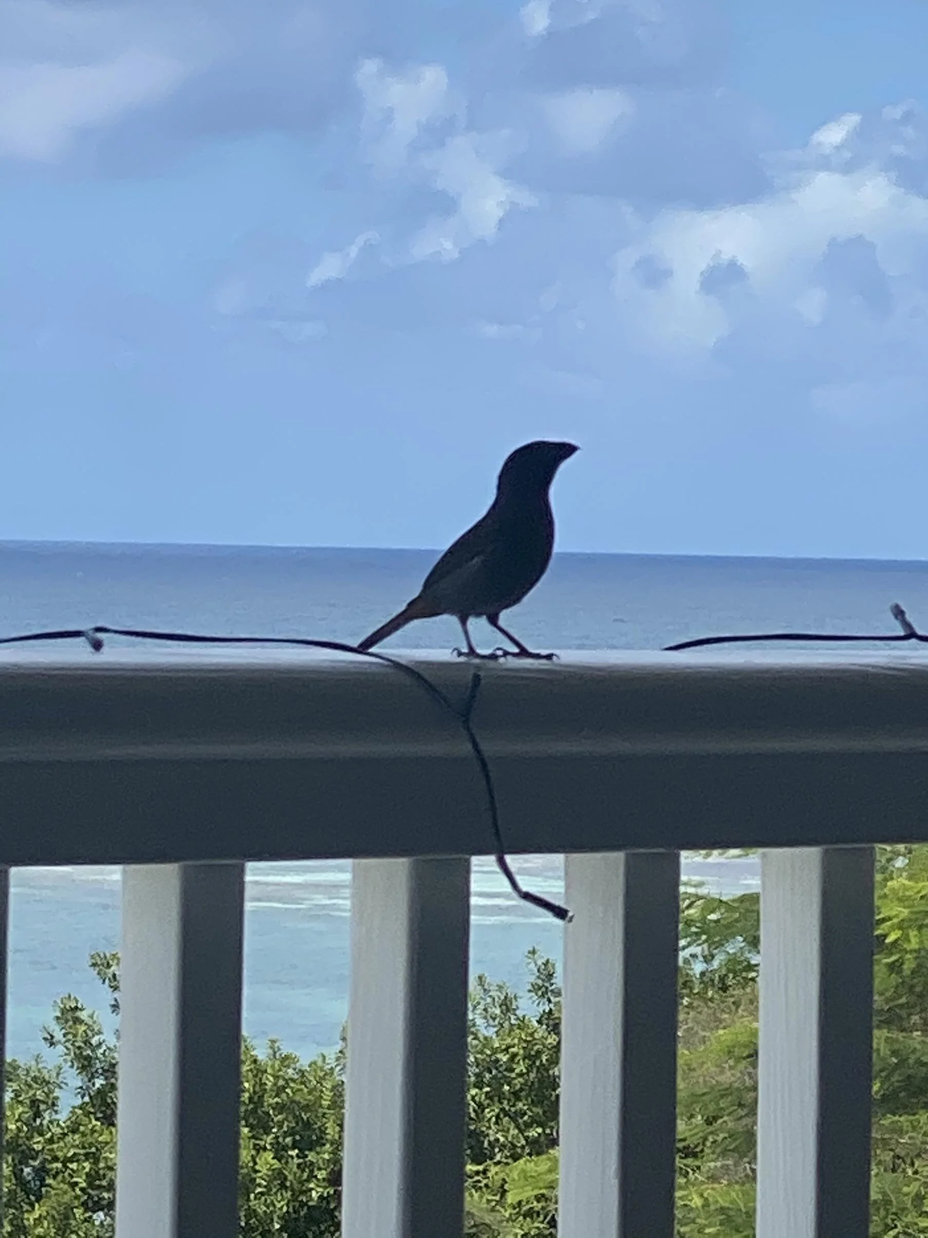 IMG_1586.jpeg