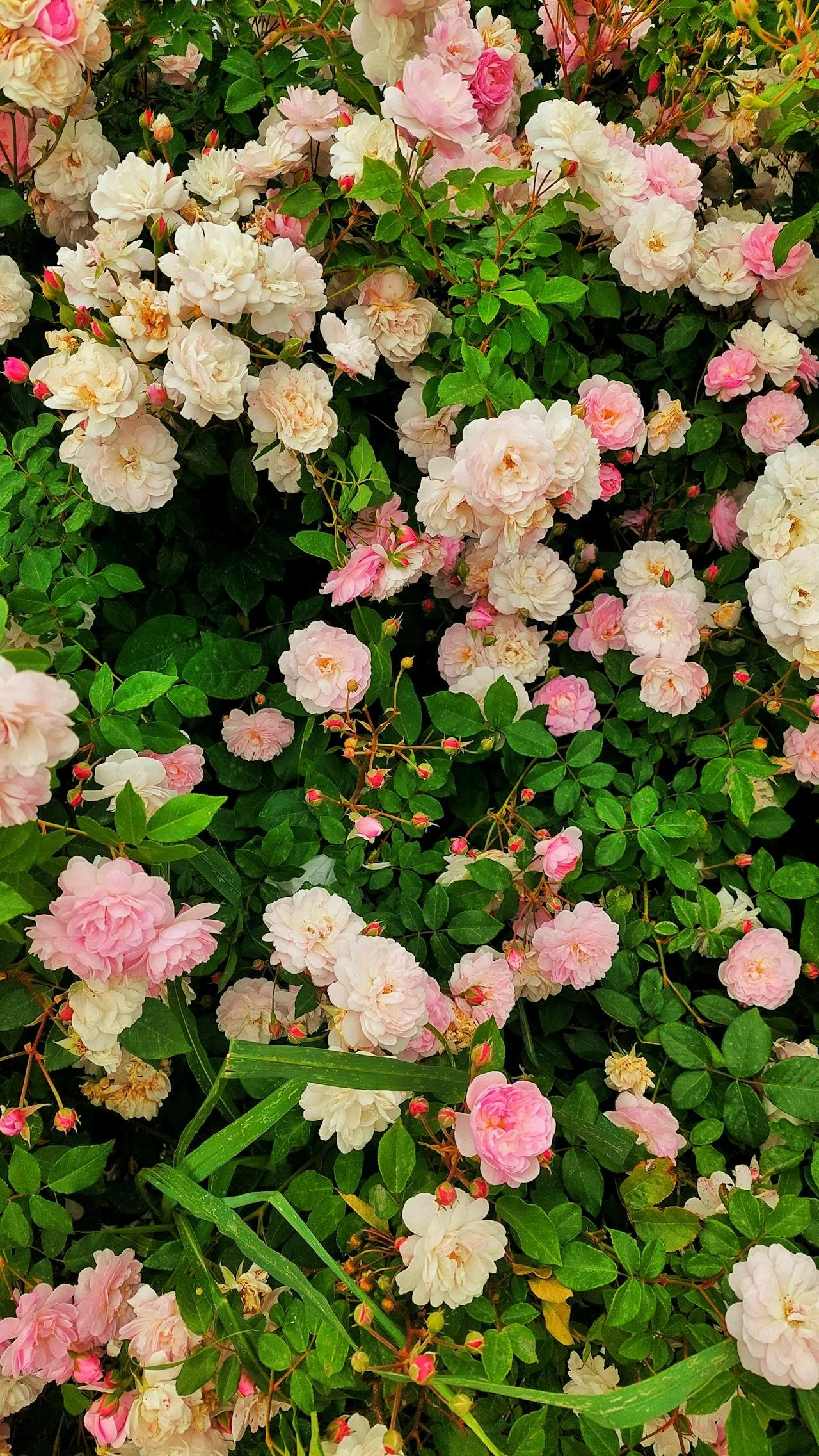 A lush bush of blooming pink and white roses with green leaves and stems.