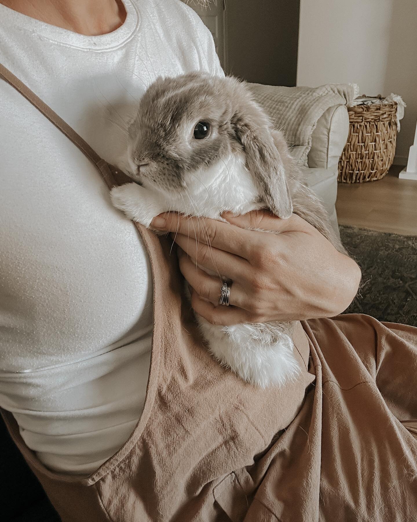 Meet Benjamin Button! Benny Bunny for short. Happy day 💛. 

#bunniesofinstagram #hollandlop #tinyfarm #suburbanfarm #suburbanhomestead #livingslow