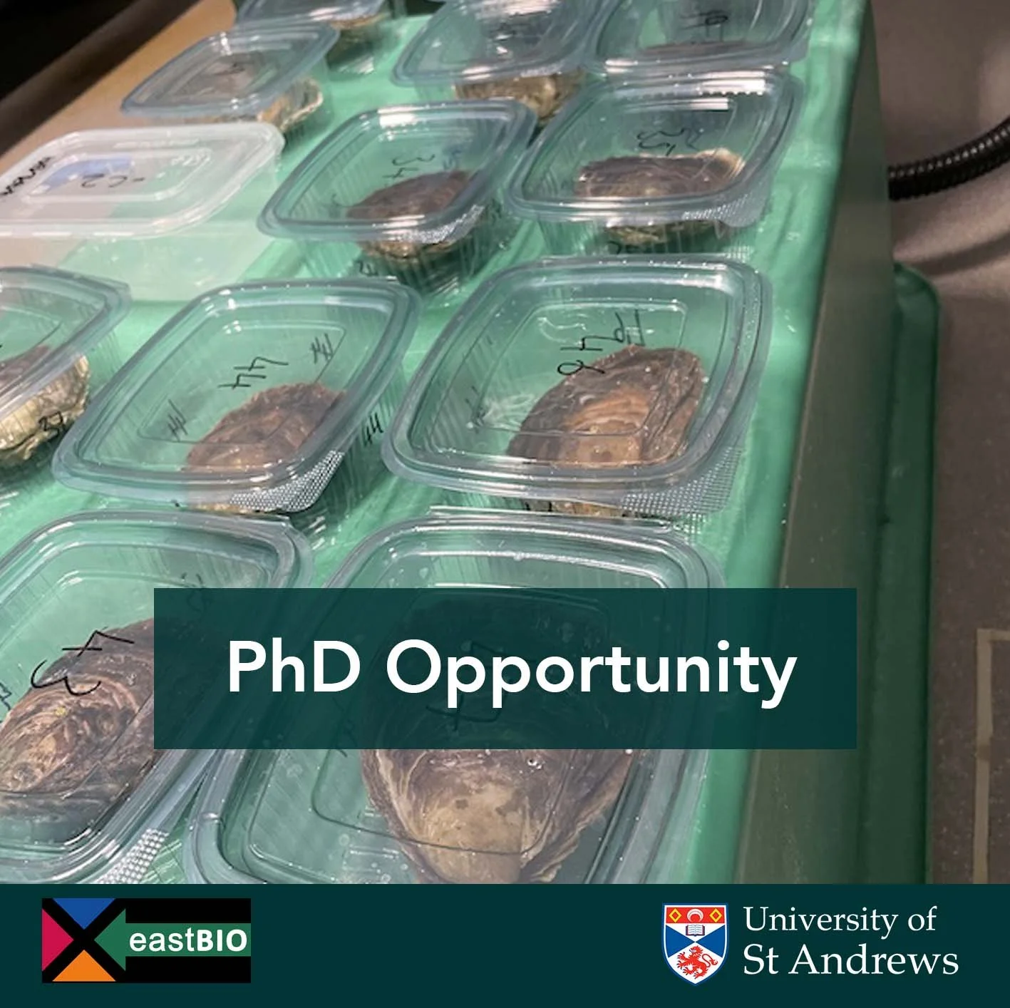 PhD Opportunity: An image of native oysters placed in small plastic containers.