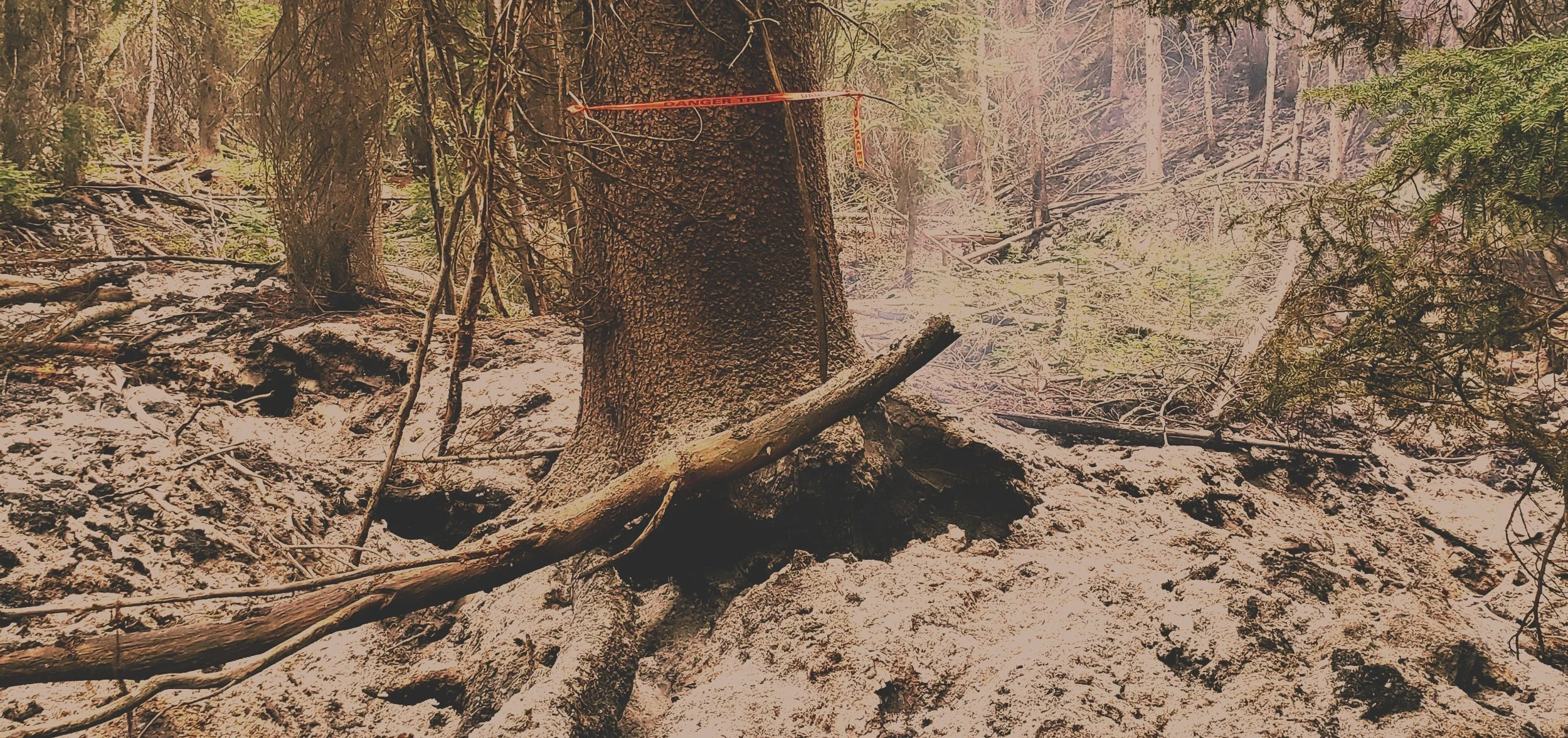 spruce+danger+tree.jpg