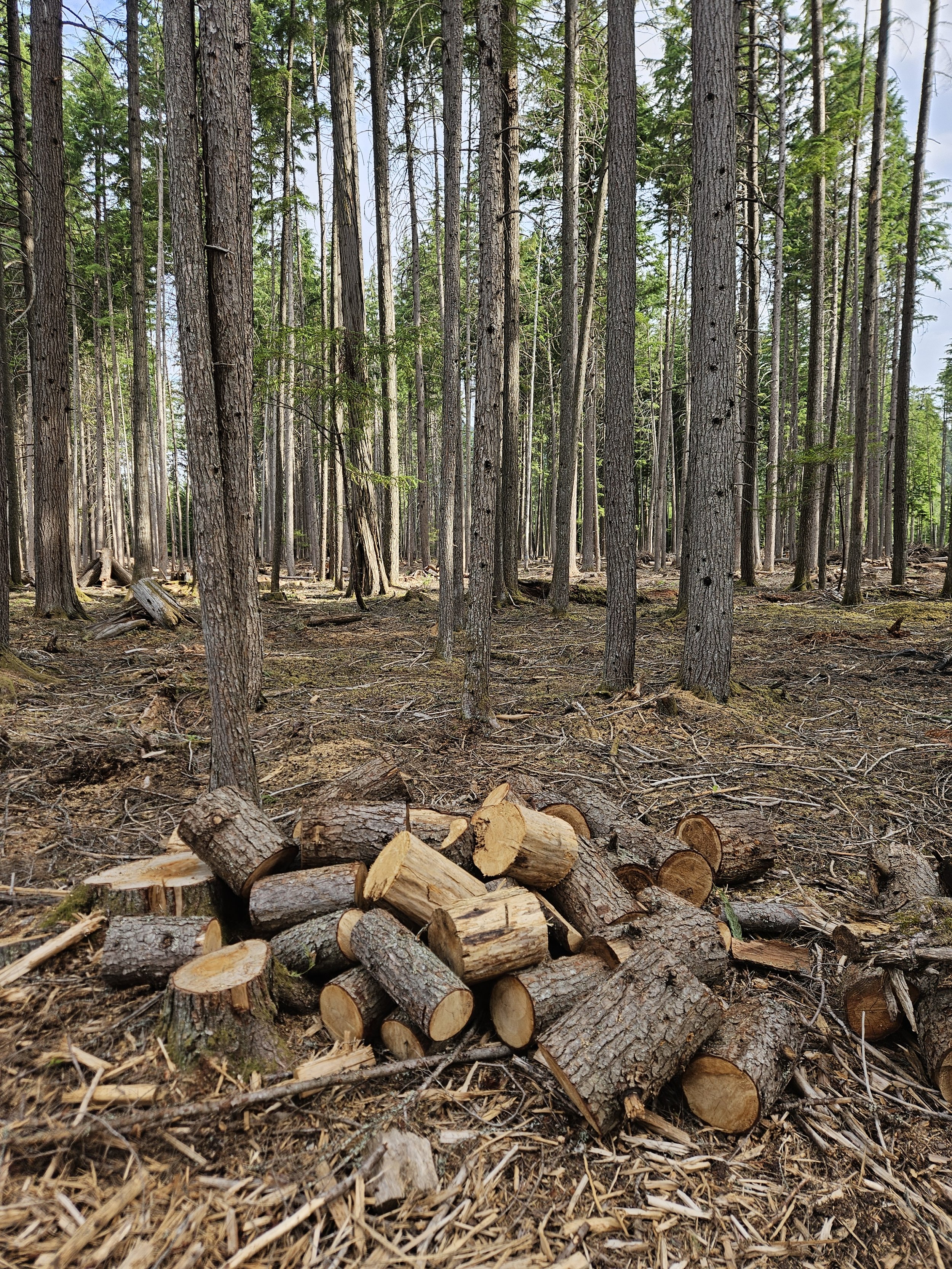  crews will need to patrol the area to ensure final firewood and debris piles are gathered 