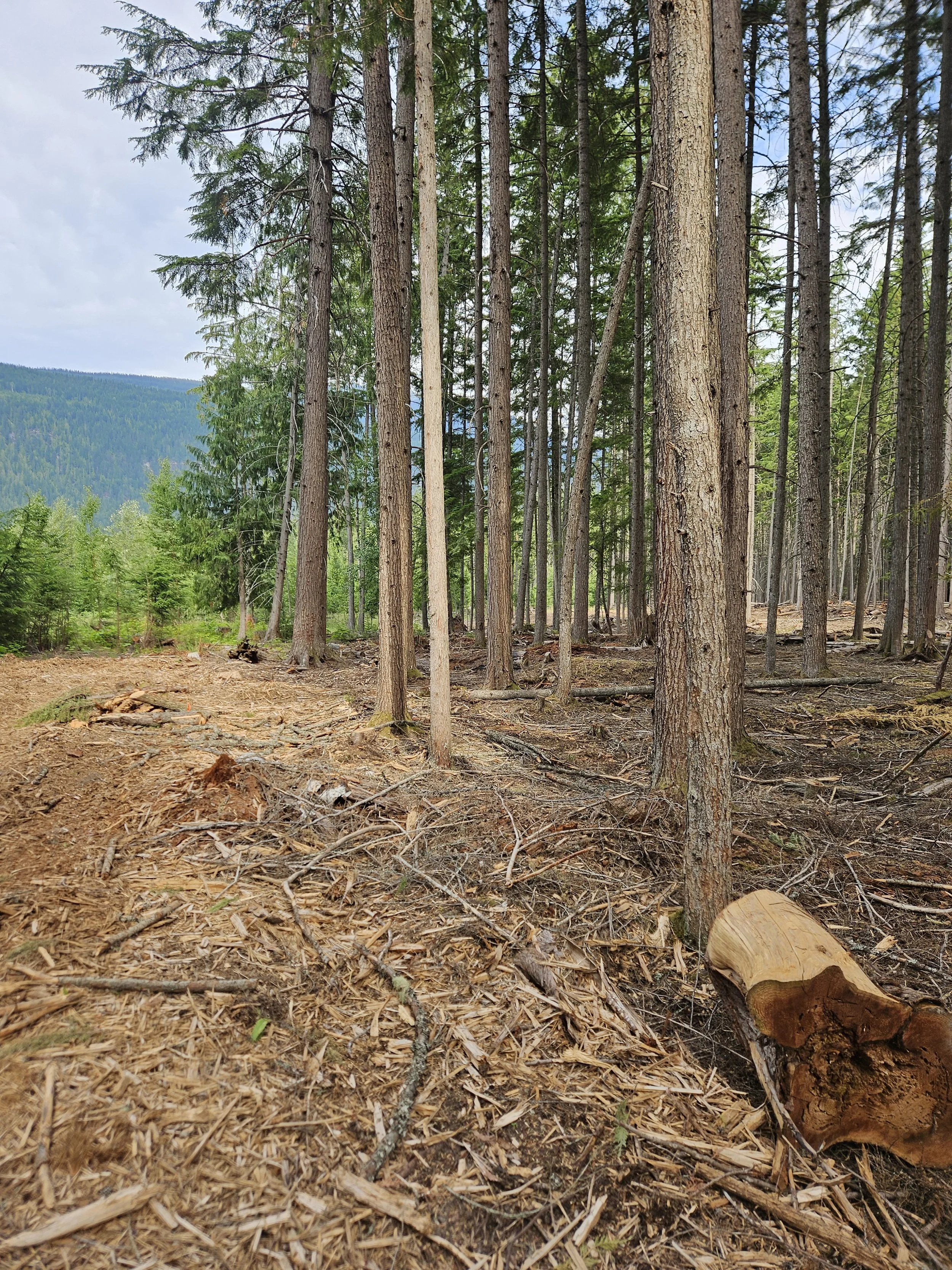  crews will still gather these last random chunks and rehab trails with coarse woody debris 