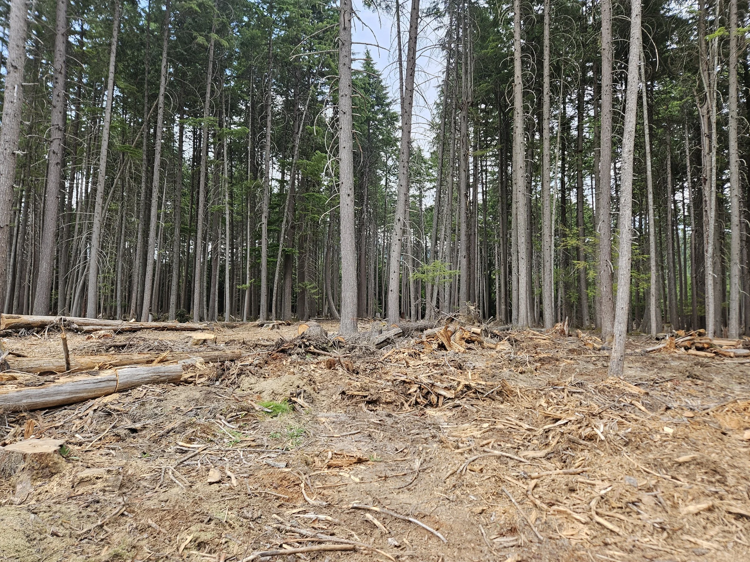  Accumulations of fine fuels, mulch debris, and partially degraded forest material will be hauled or scattered 