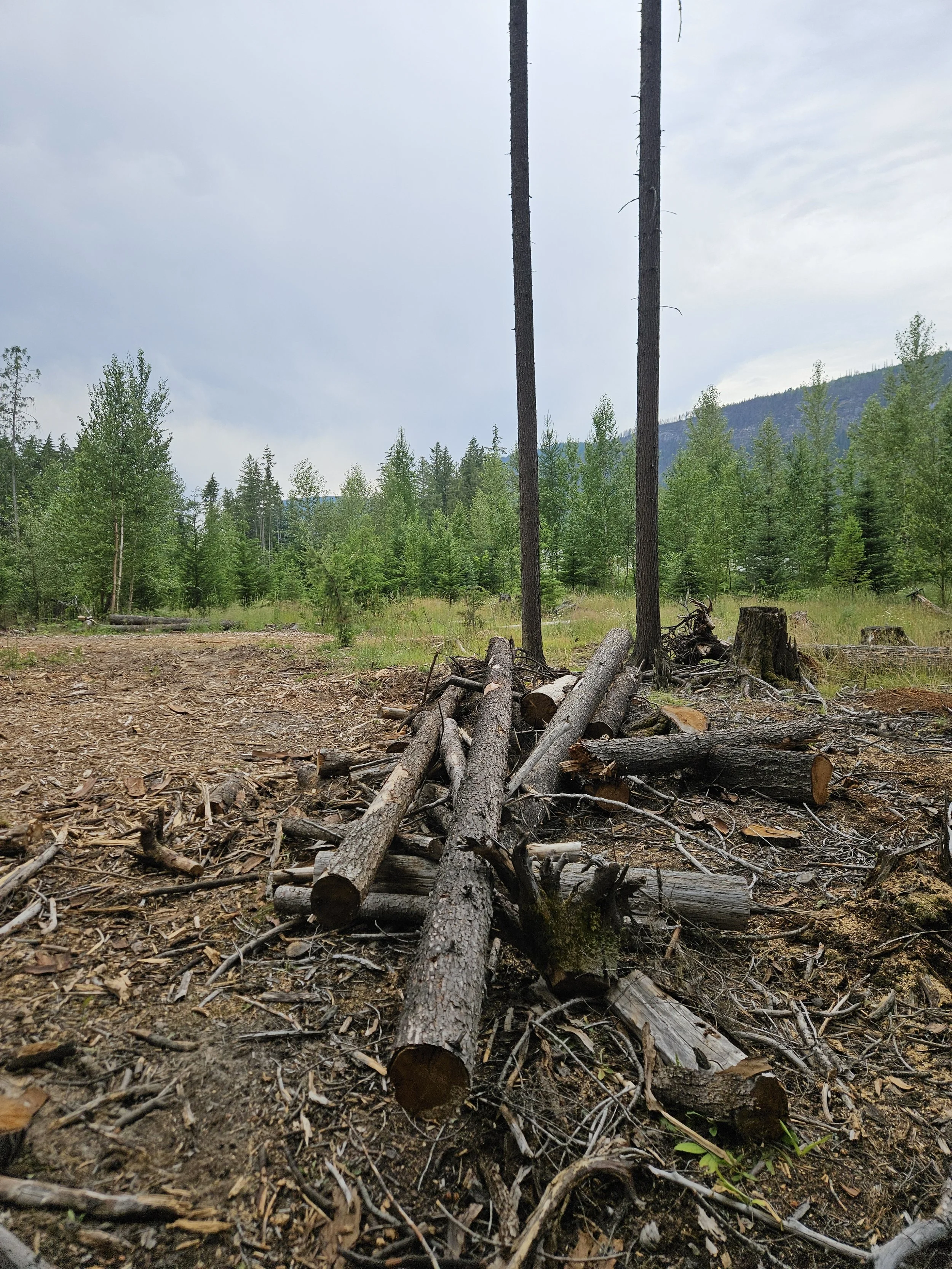  these logs and debris are not of firewood quality but will be scattered and used to decommission trails 