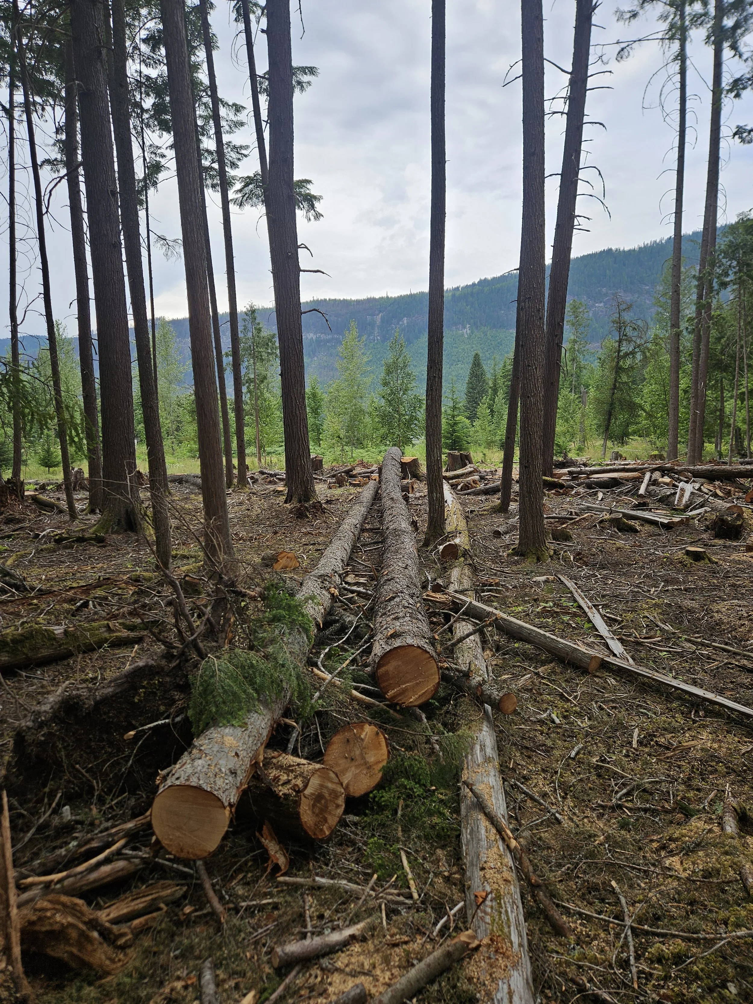  Longer logs from recent windthrow events - these will be bucked and skidded as firewood or bucked flat as CWD 
