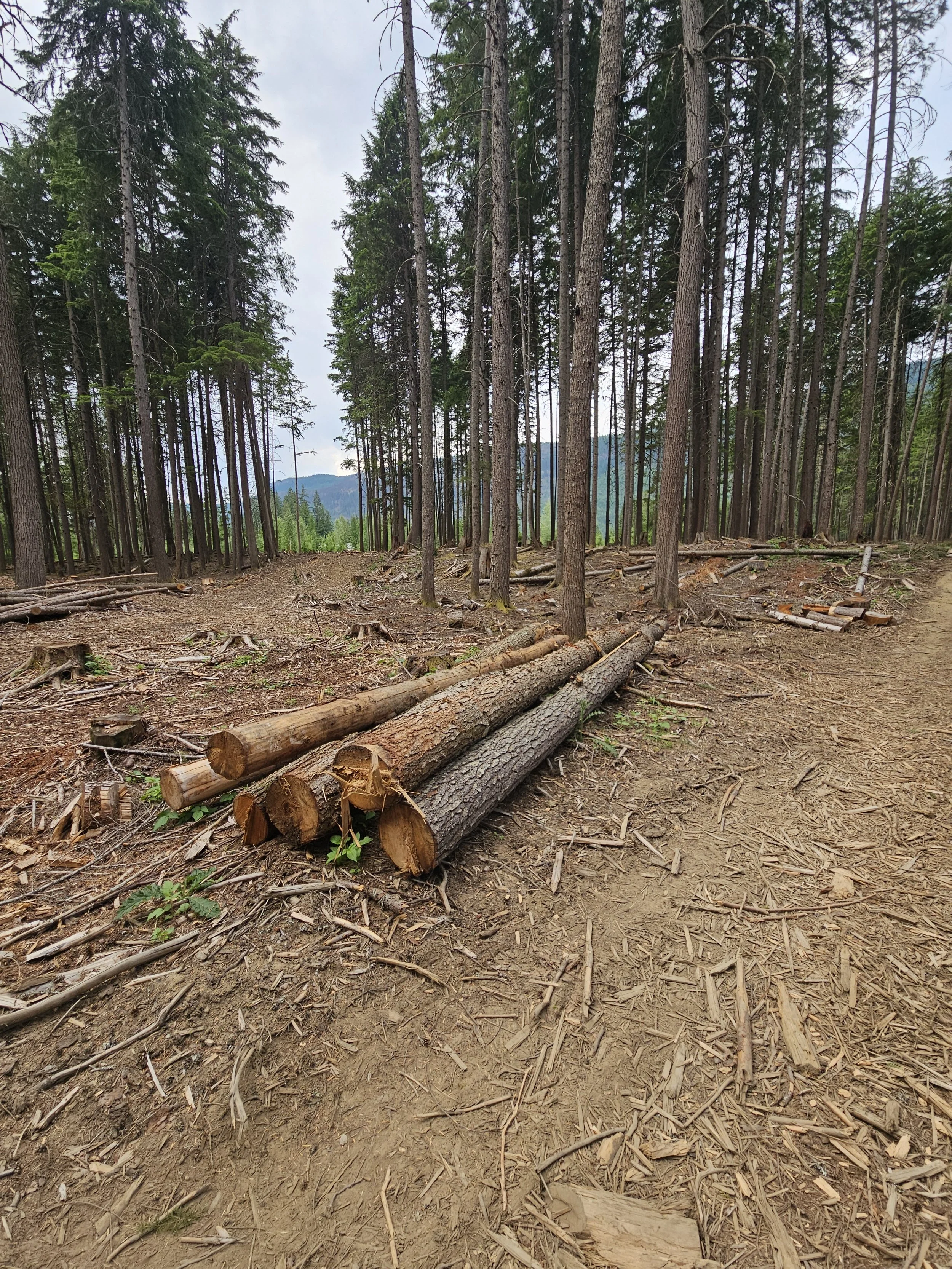  There is still a budget left for forwarding the last firewood, and much of it is staged and ready 