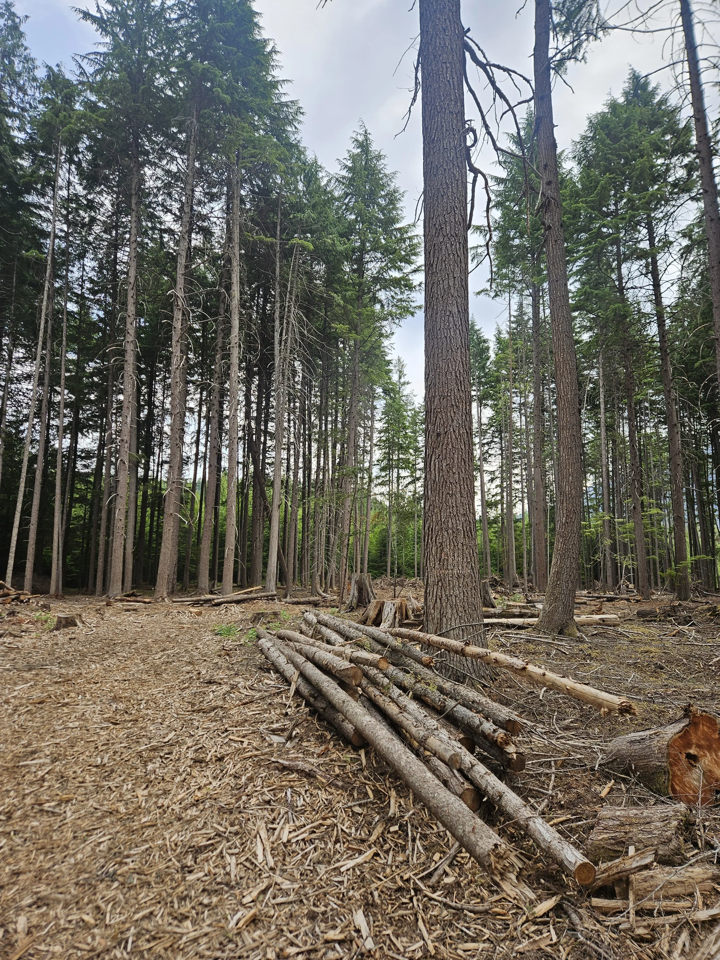  More logs for Clinton to still forward as firewood 