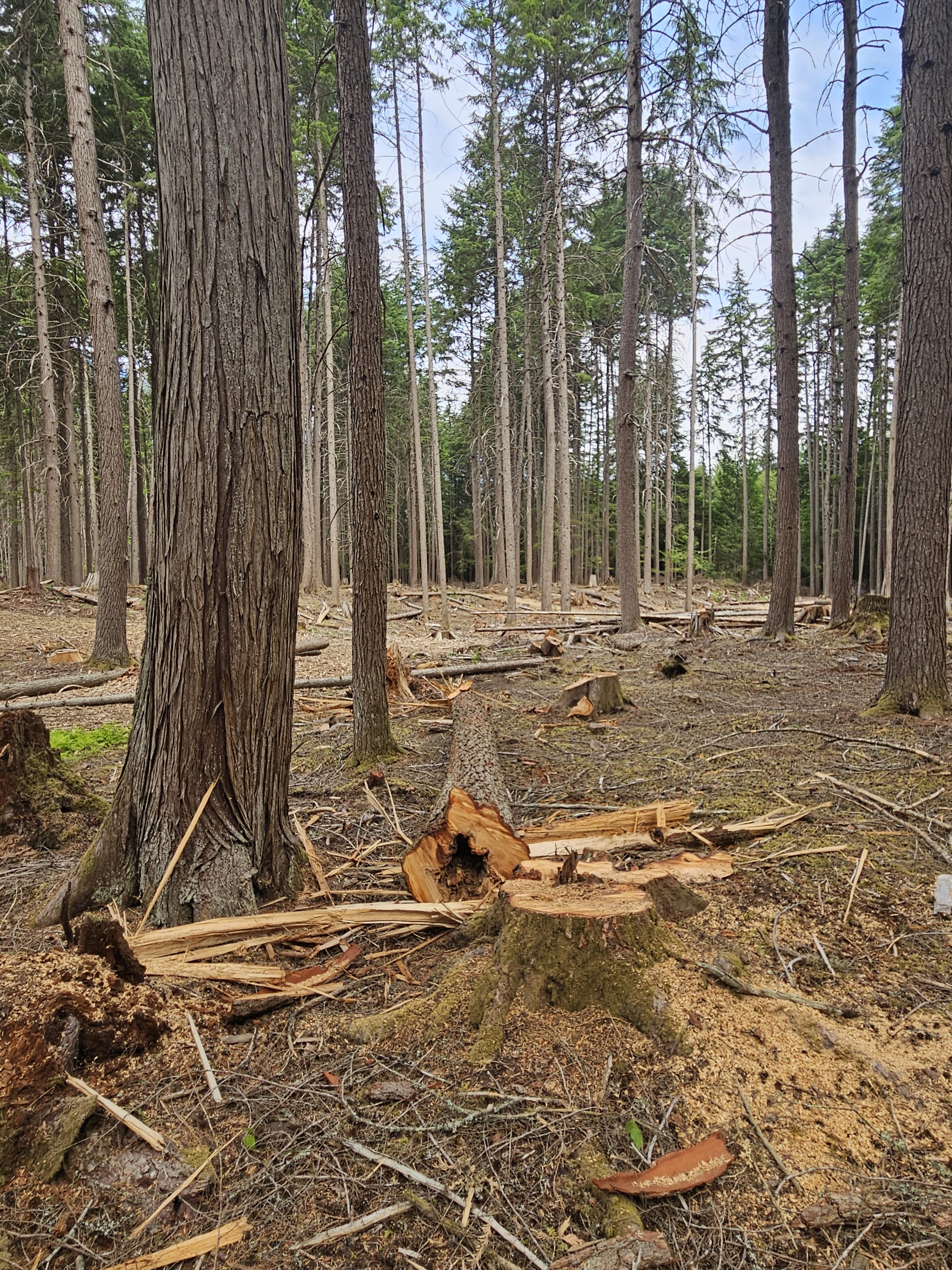  BCWS crews’ danger tree assessment process left some minor clean-up to do 