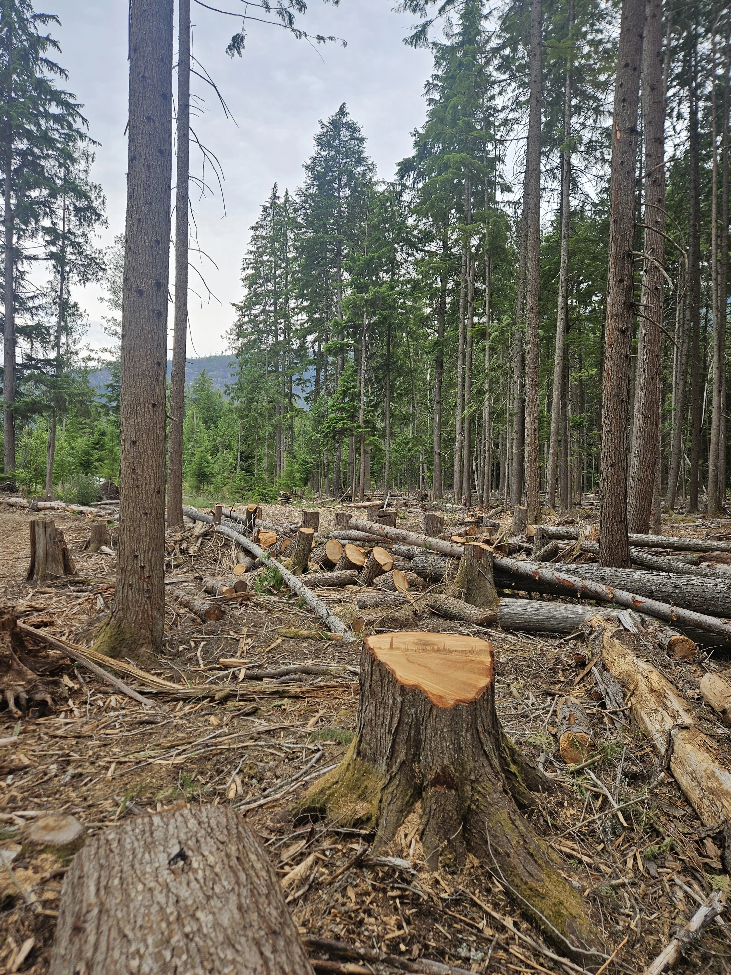  In areas of significant wind-throw or hazard in the canopy, we focused on the heavy work first. There is still some final clean up in these areas. 