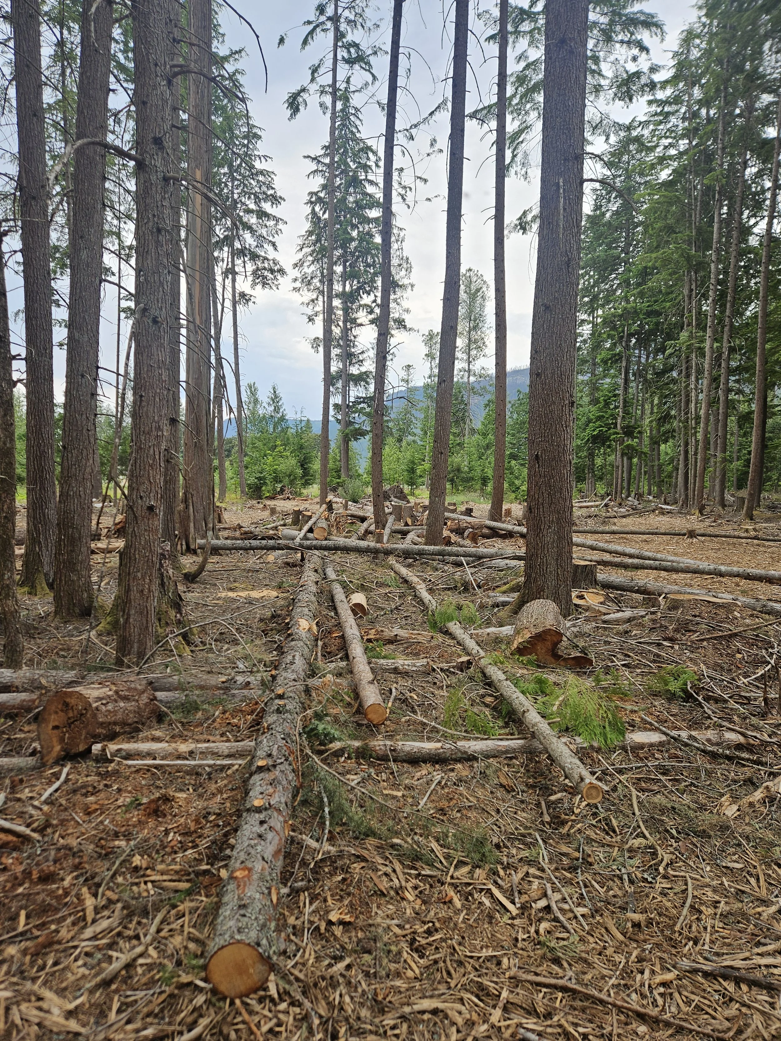  In most areas, the last firewood is already decked for forwarding. This is an example of one last area that still needs skidding.  
