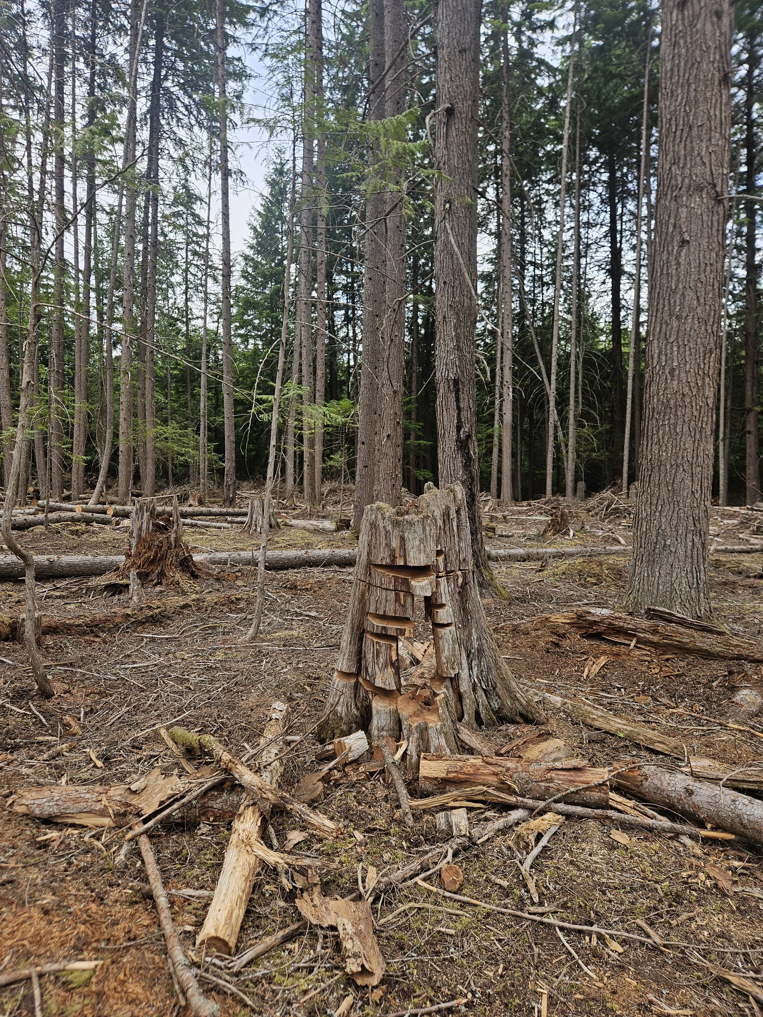  A one-day patrol is planned to make sure we catch this type of thing. This stump will be bucked flush 