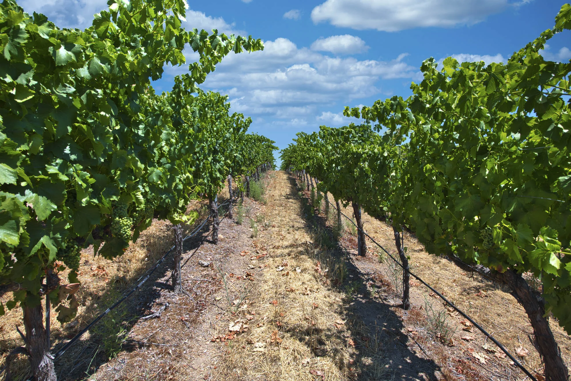 506 Blackhawk Court 10.jpg