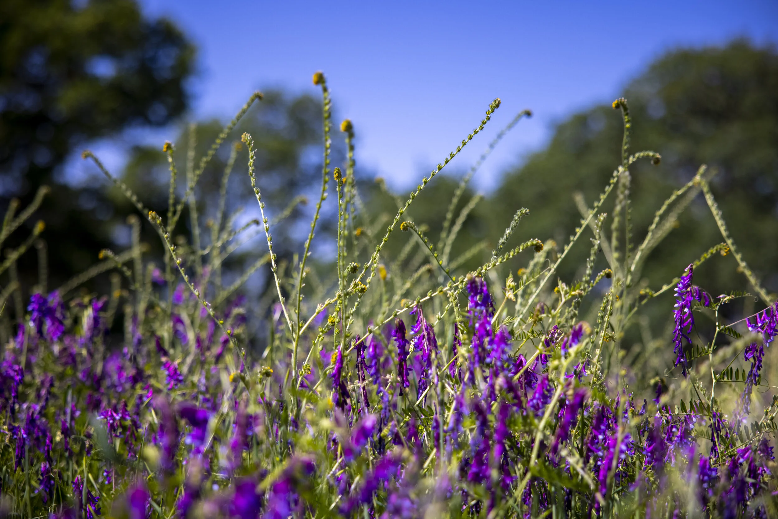 244 Pilo Court _1.JPG