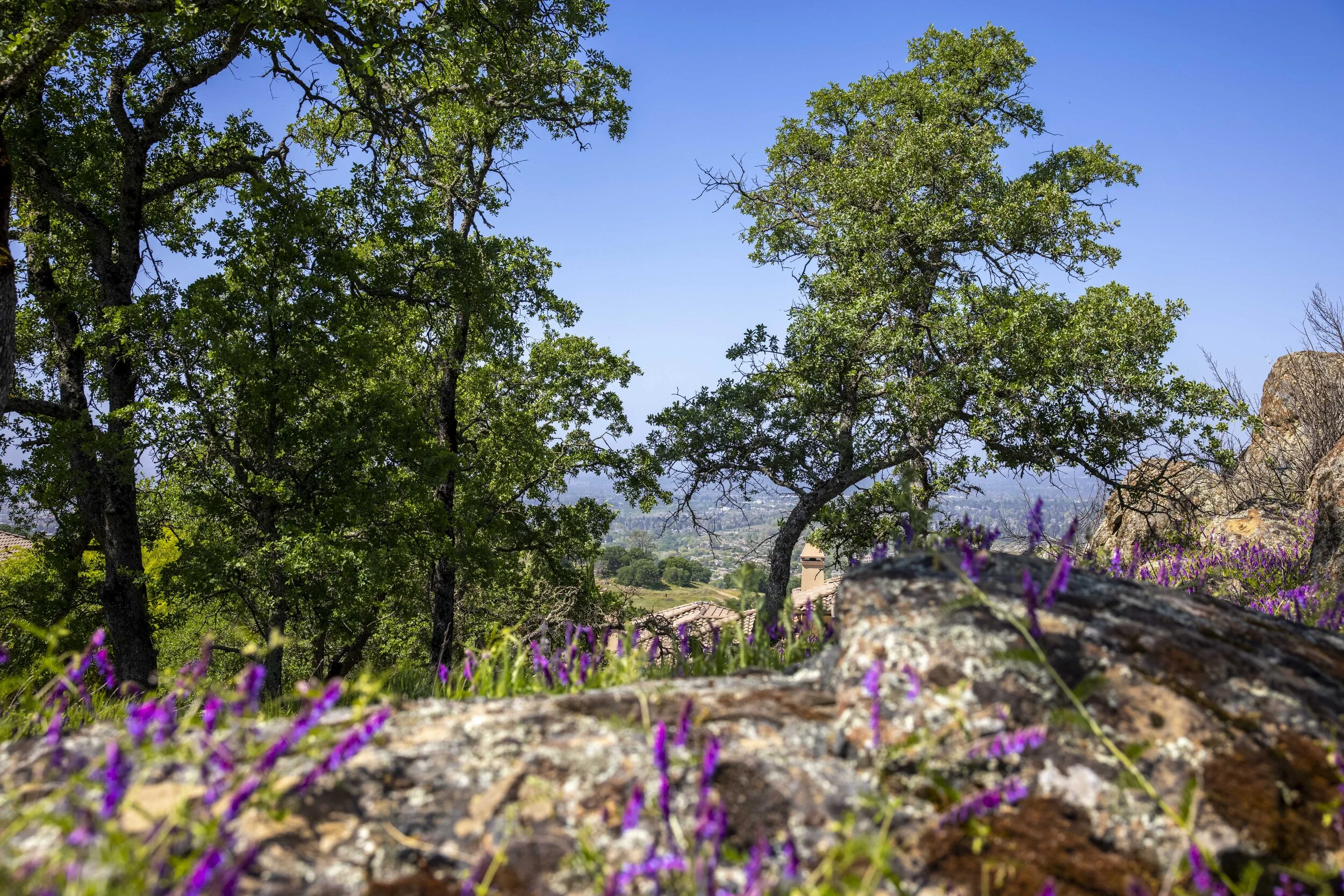 244 Pilo Court _5.JPG