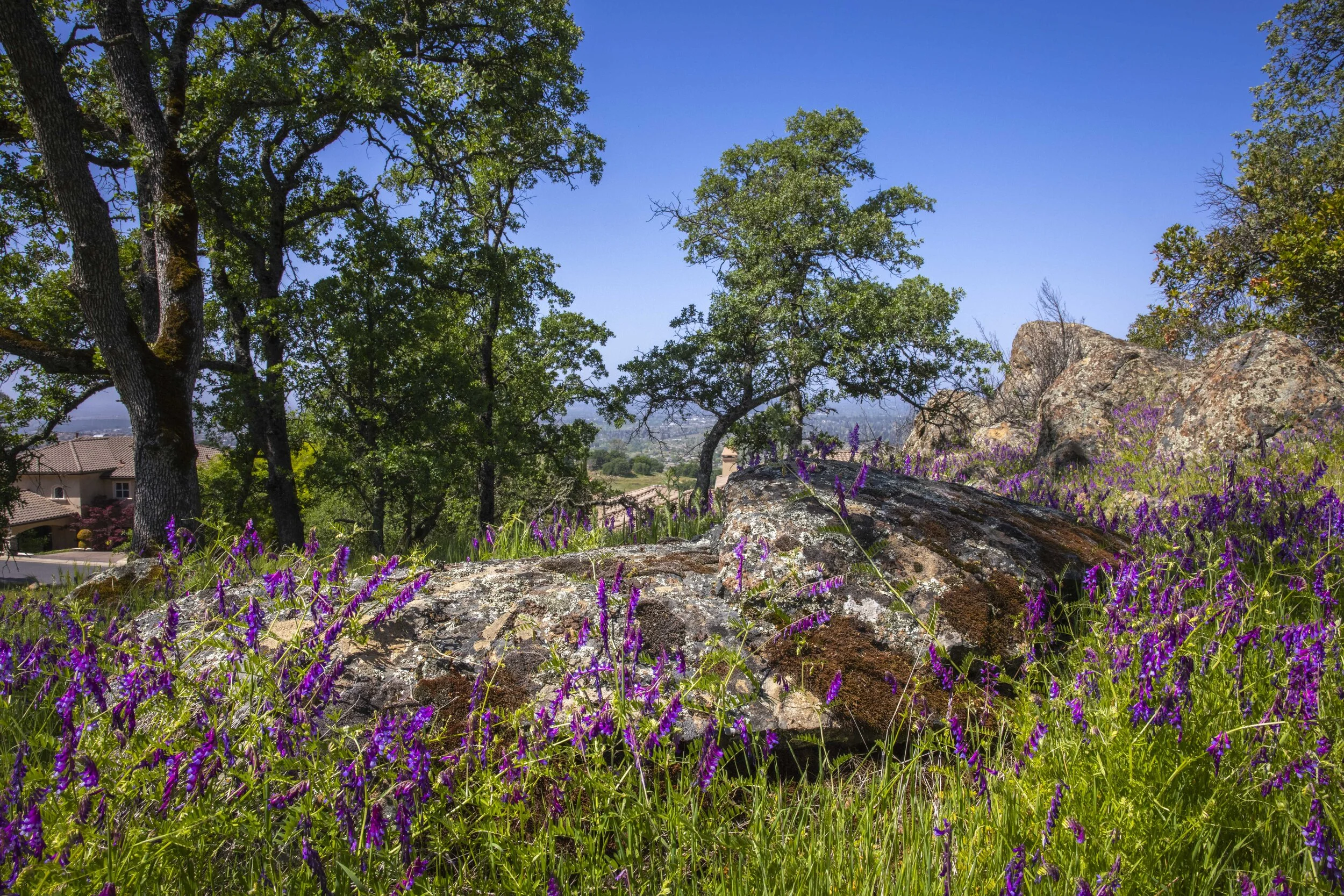 244 Pilo Court _6.JPG