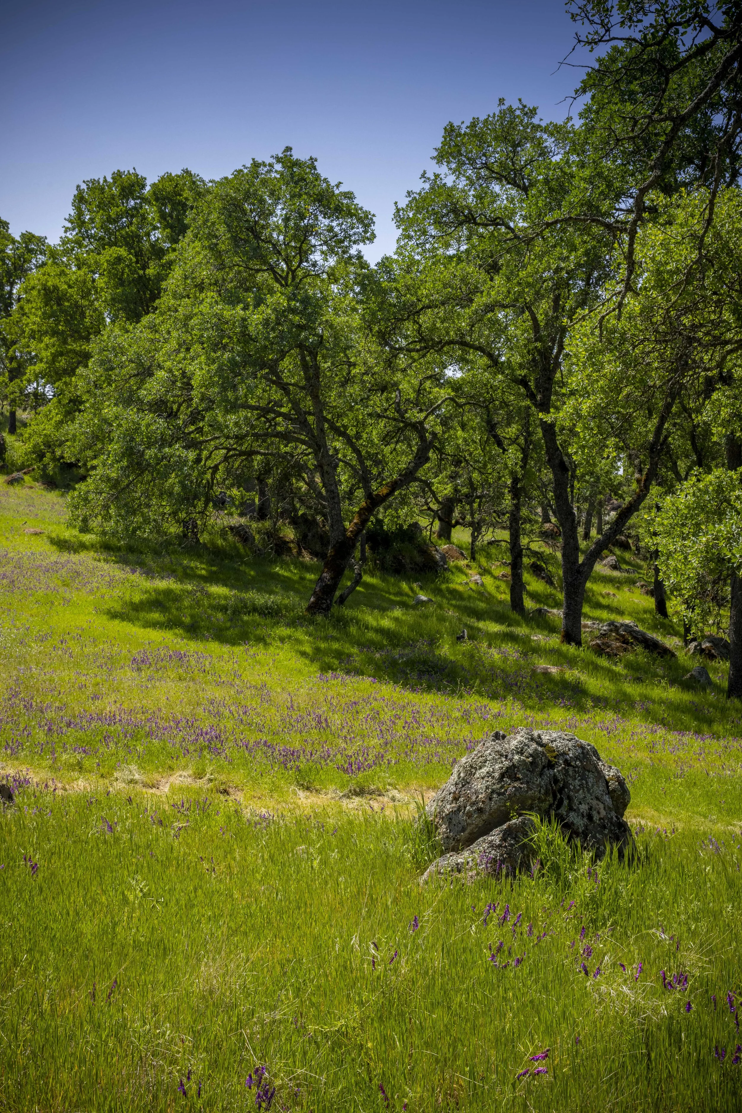 244 Pilo Court _8.JPG