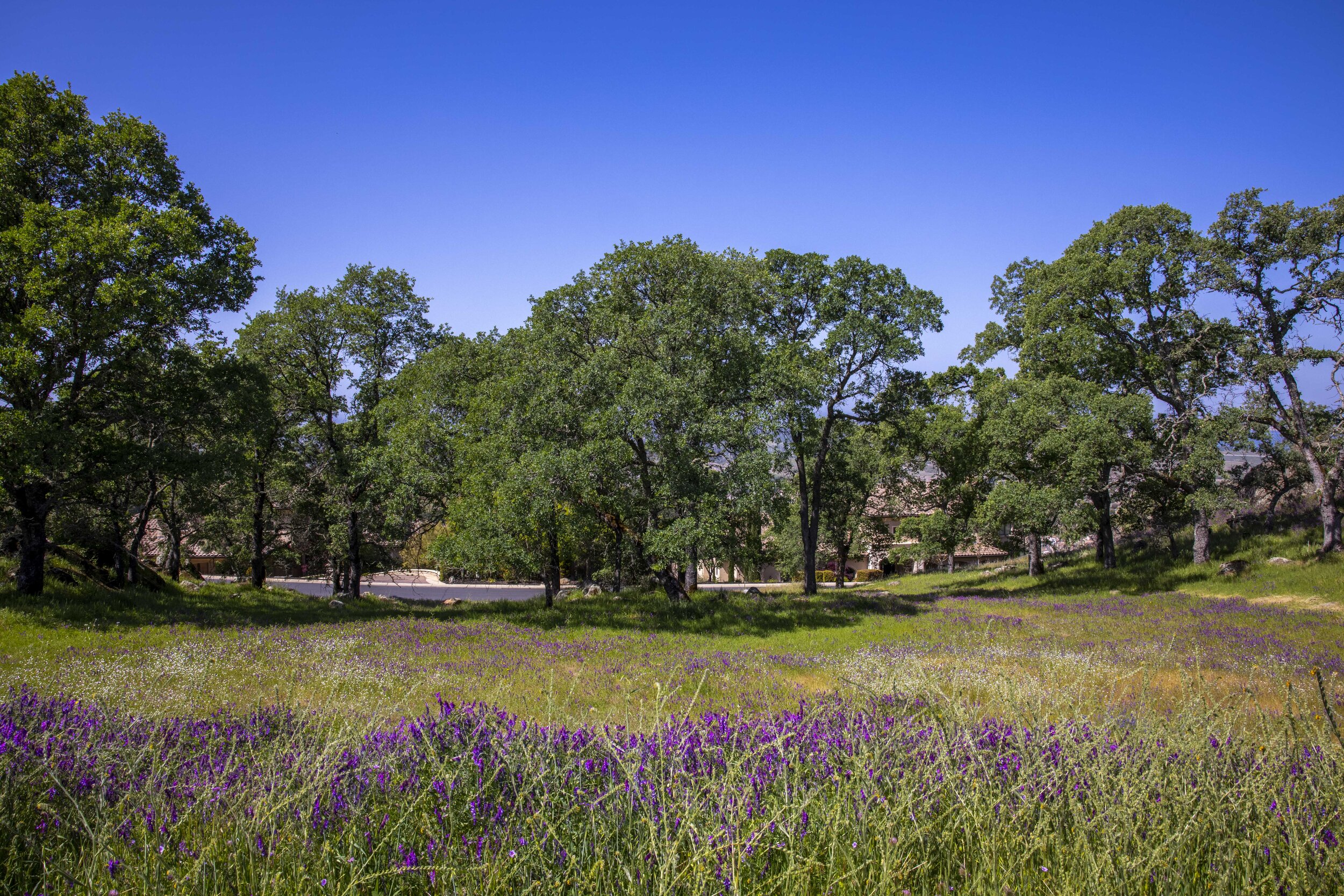 244 Pilo Court _12.JPG