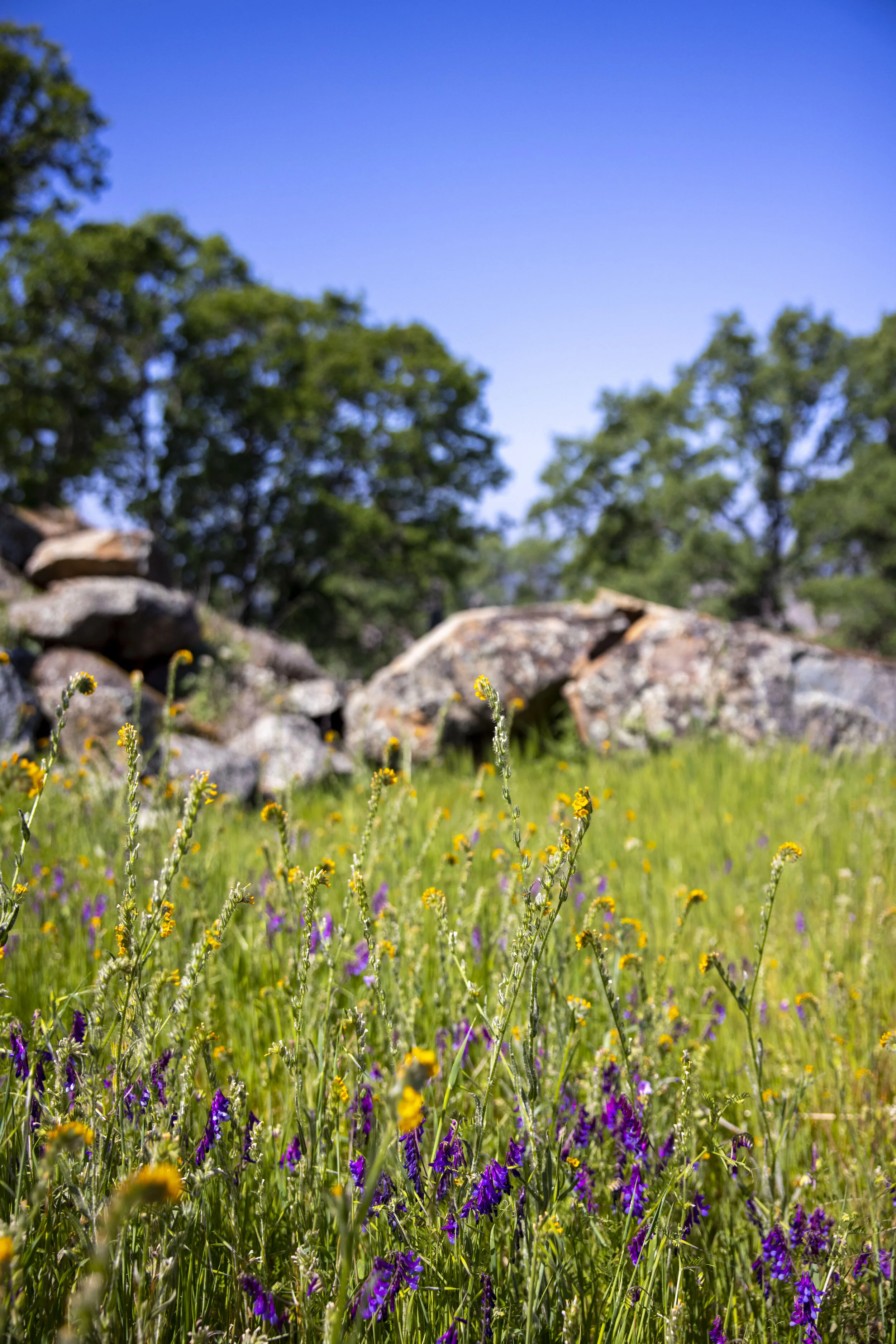 244 Pilo Court _15.JPG