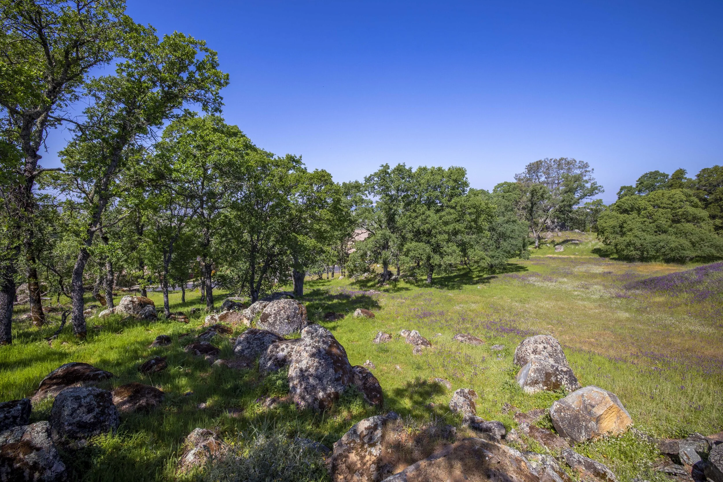 244 Pilo Court _19.JPG