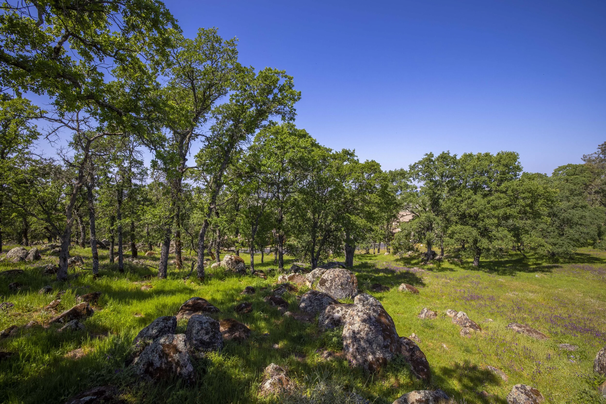 244 Pilo Court _20.JPG