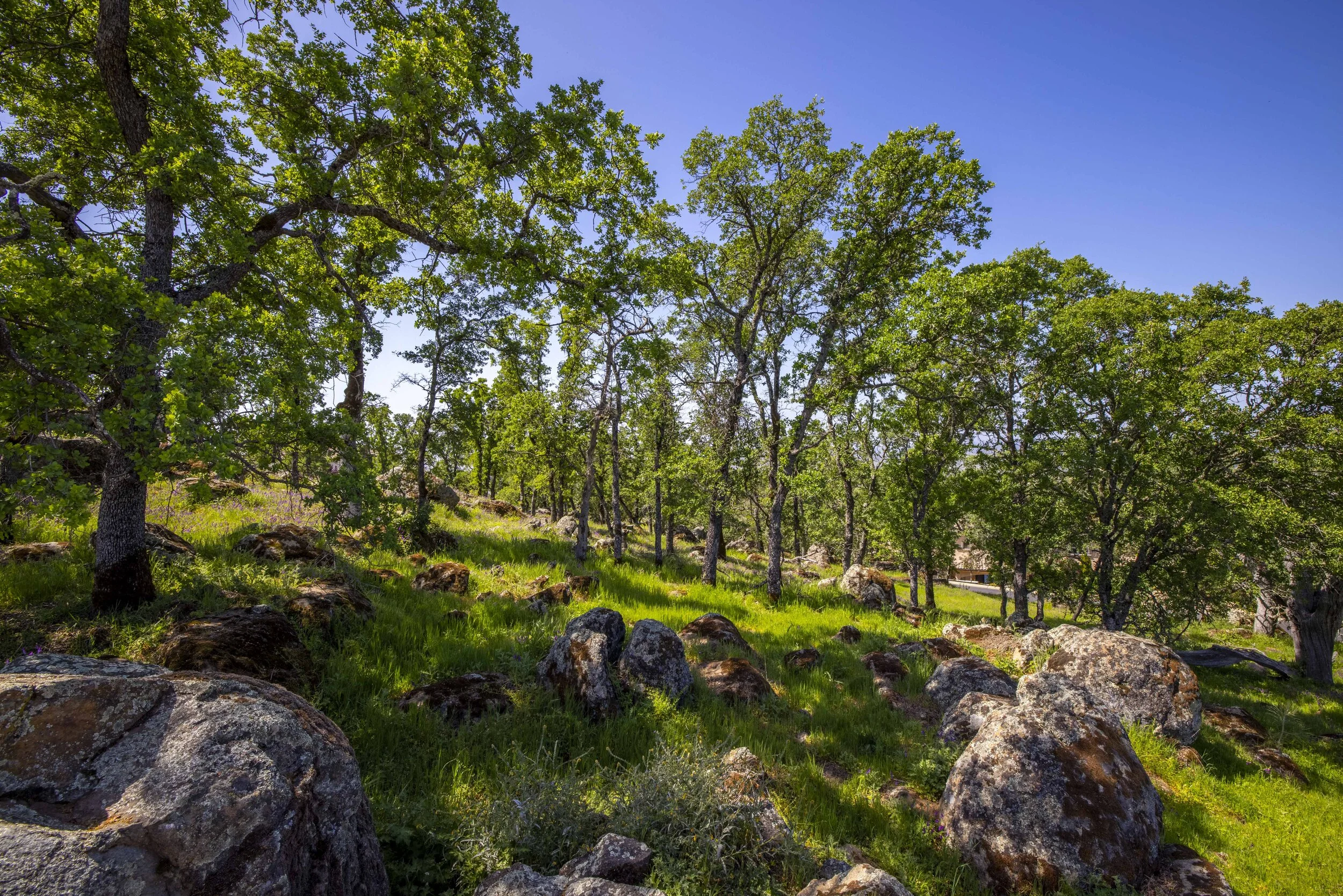 244 Pilo Court _21.JPG