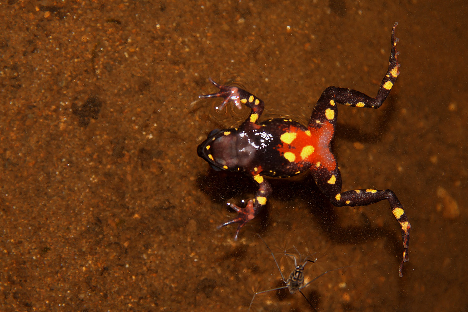  The endemic Torrent Toad shows off its stunning underside in a last ditch attempt to ward off predators in the daytime 