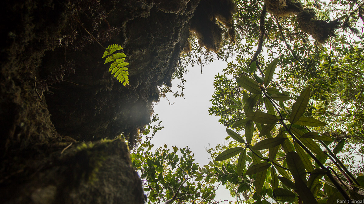  Rain hit. And when it was too heavy, we had to take shelter in the tiny cave-like hollows by the sides of the slope. Here, a tiny fern grows out to capture the light that filters through an opening in the canopy.  We started the trek at 6 AM, and re