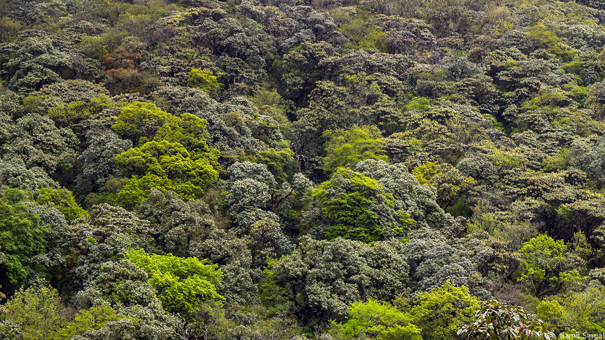  The mosaic of green created by the canopy on the hills all around us was mesmerising. 