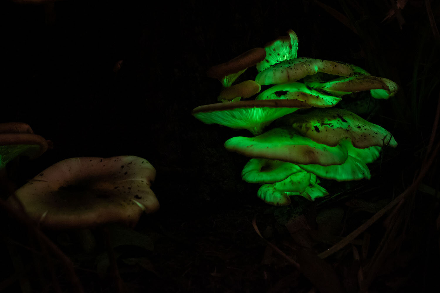 Bioluminescent Fungi — RS