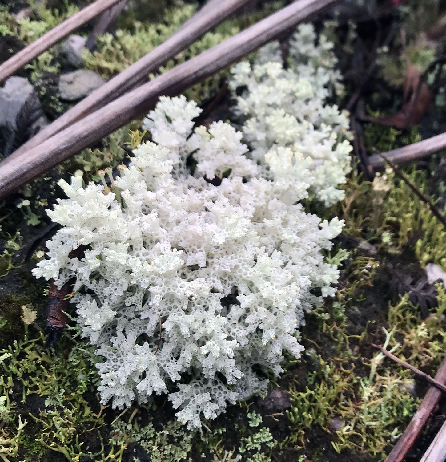 Coral Lichen