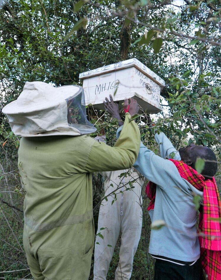 Beekeeping 101: Hanging Hives