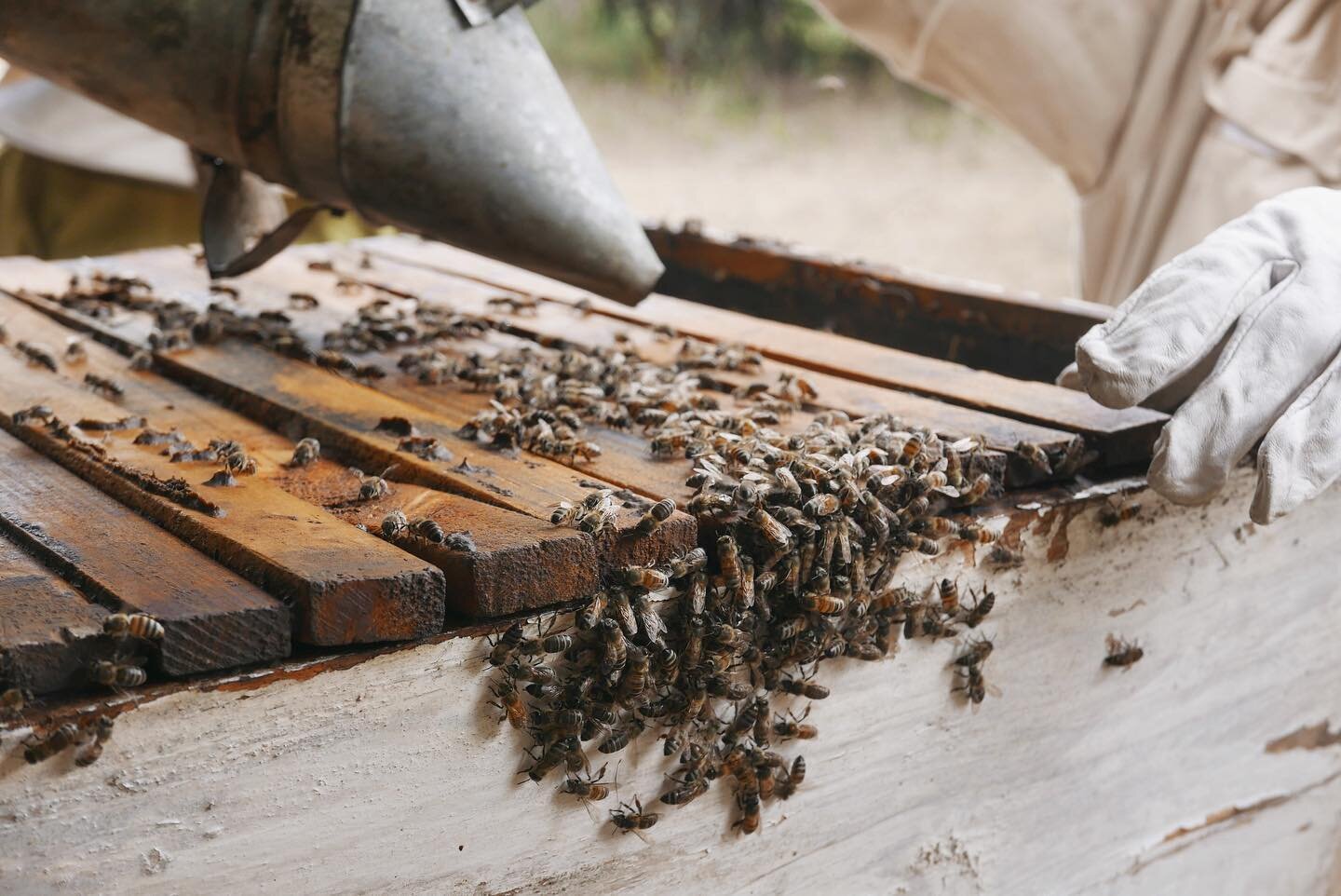 A Maasai Honey beekeeper uses a smoker to calm the bees while conducting a hive inspection.