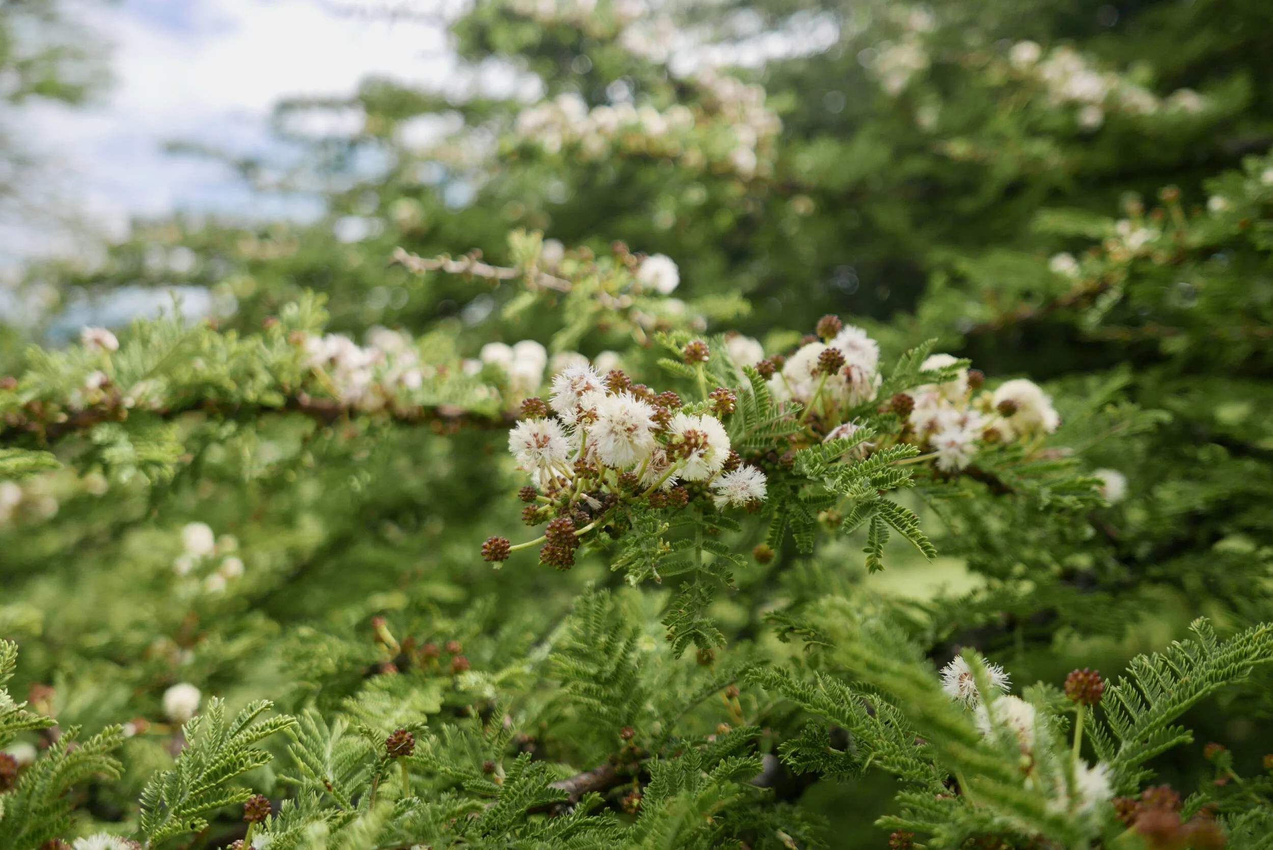 Honey Chemistry: Through Thick and Thin