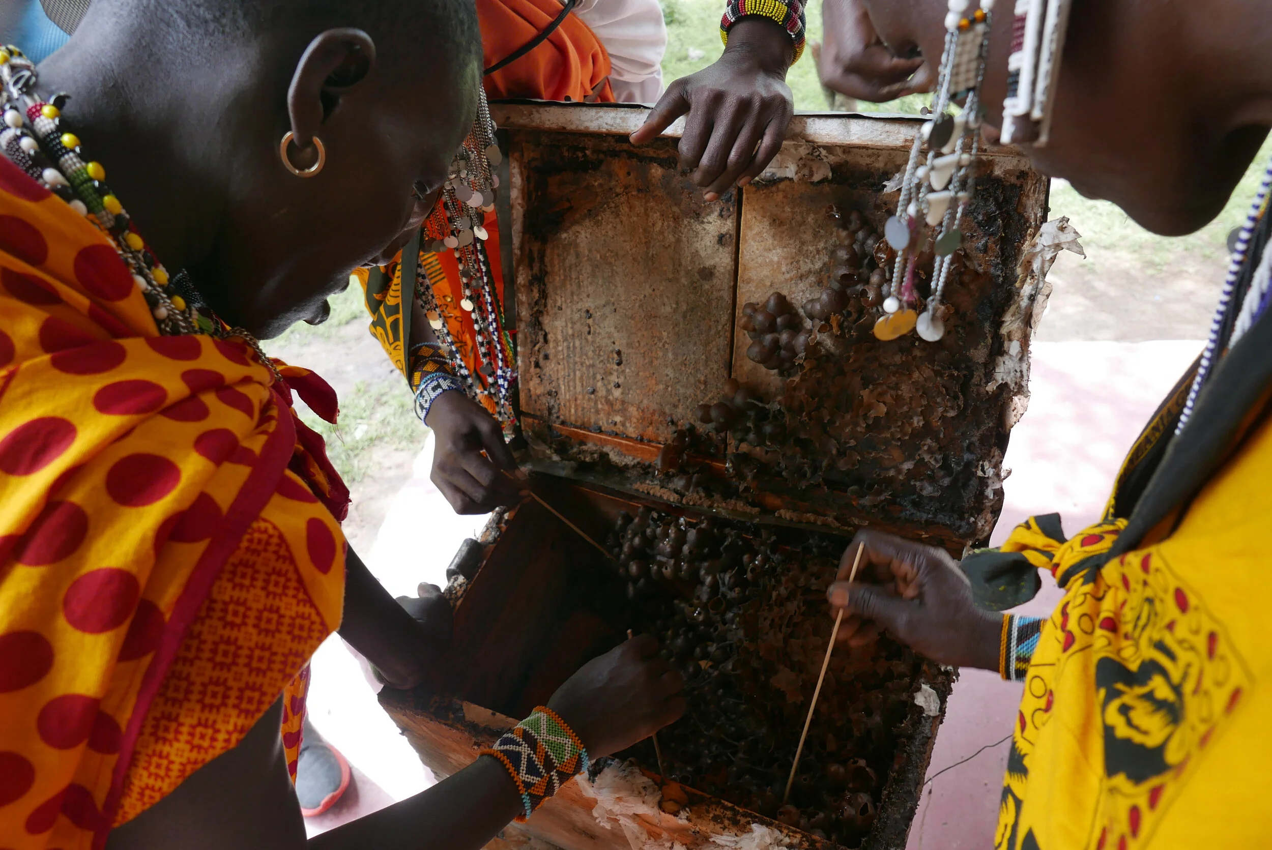 Selian and Eliza open a stingless beehive for harvesting.