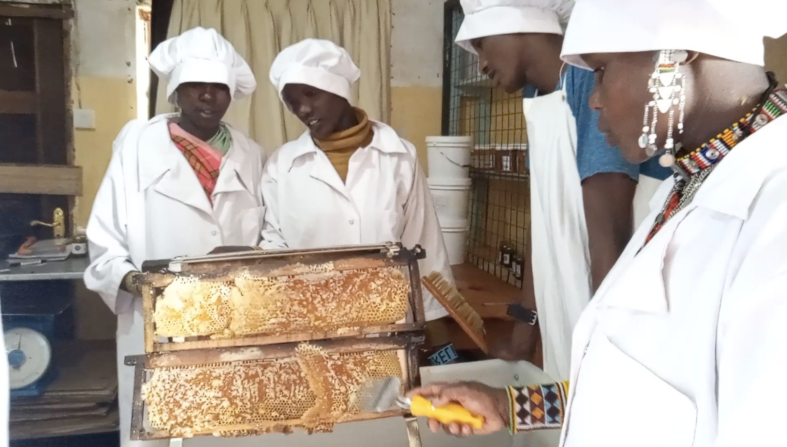 Lessons on honey harvesting, extracting, and pressing.