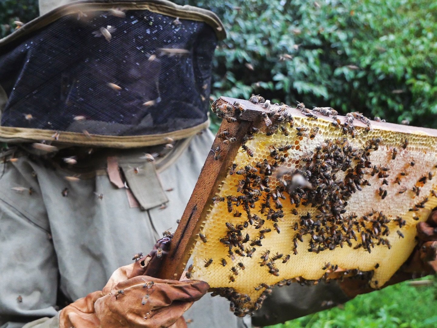 Harvesting season is upon us! 🍯 

Try some fresh honey from the wild &ldquo;killer bees&rdquo; of Tanzania!

www.eastafricahoney.com/shop 🐝

#honey #asali #Tanzanianhoney #killerbeehoney #wildhoney #EastAfrica #oneofakind #buyhoney #naturalhoney #b