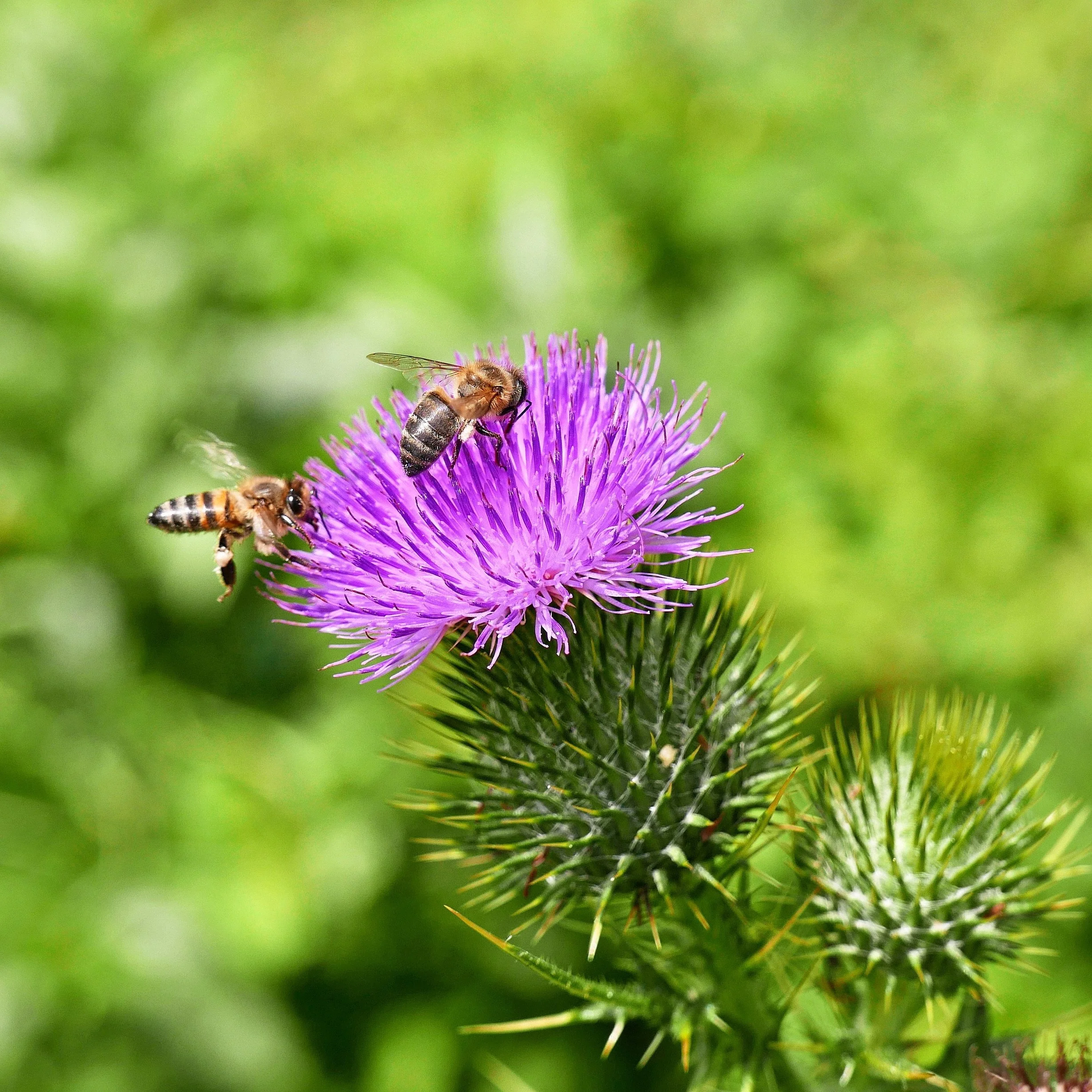 Do you know what today is? It’s World Bee Day! 🐝
We can all support our little friends by not using pesticides and weed killers. Not just today, but every day! 🌿
#worldbeeday #organic #bees #celebrate #insects #pollinators #nature #nospray