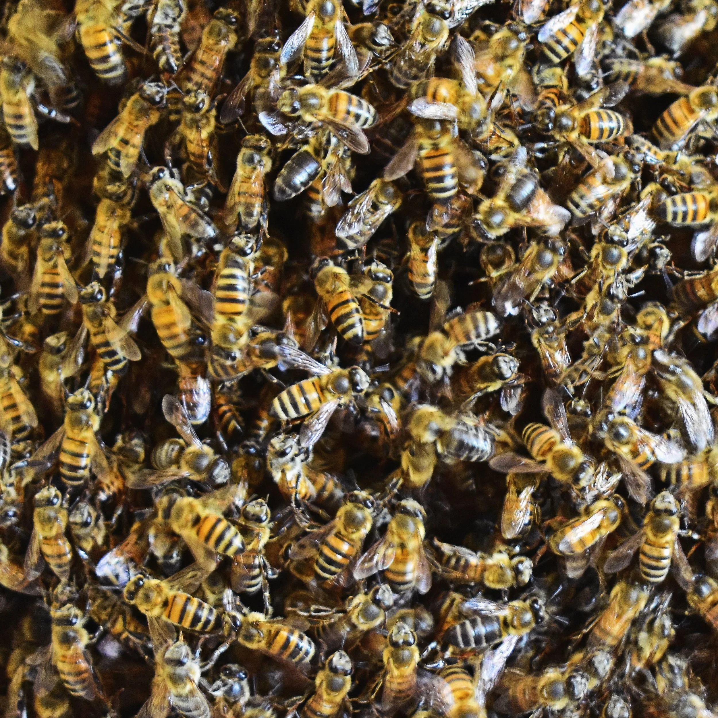 Do you know the difference between “Africanized” honeybees and “African” honeybees? 🐝
The answer goes back to the 1950’s, when a Brazilian scientist’s experiment did not go as planned... Read the full story of th