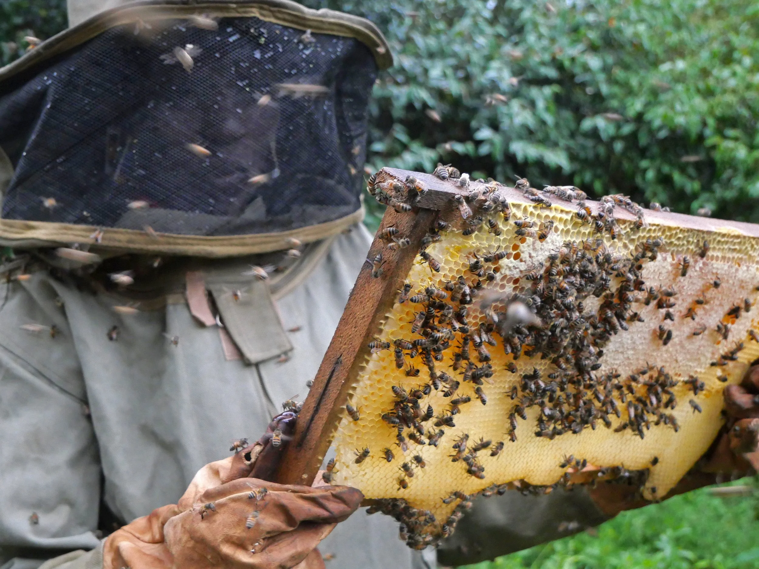 2024.3.5.Tanzania.Serengeti.MaasaiHoney.beekeeping.honeycomb.692.edited.cropped.jpg