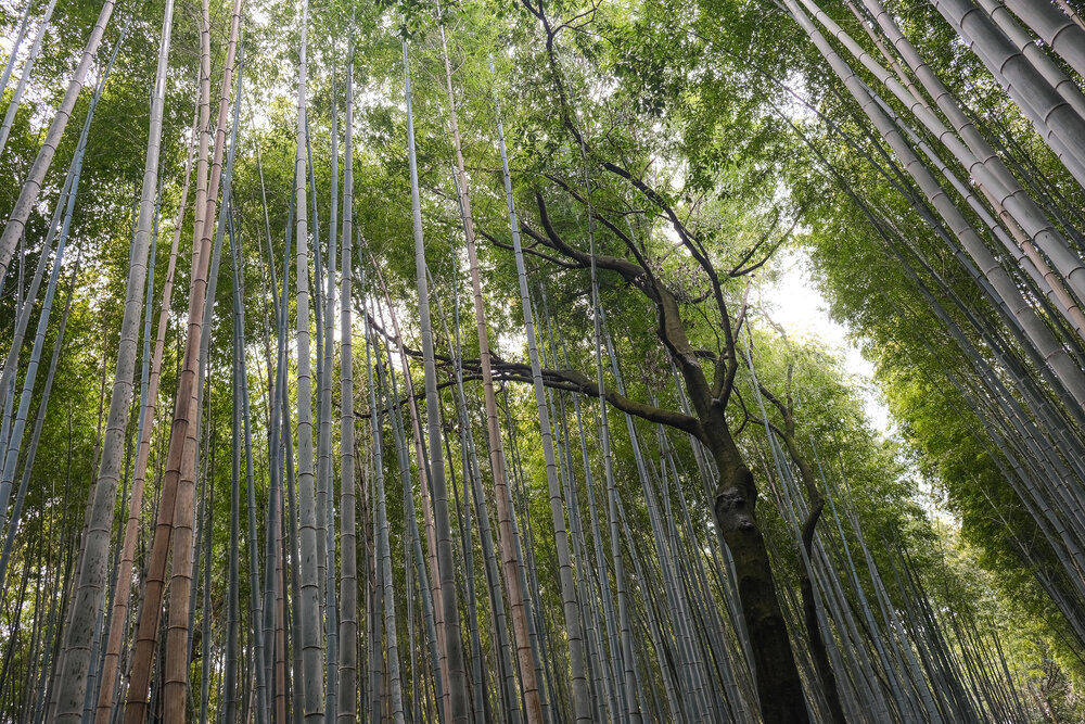 japan-arashiyama-fushimi-miyama-5.jpg