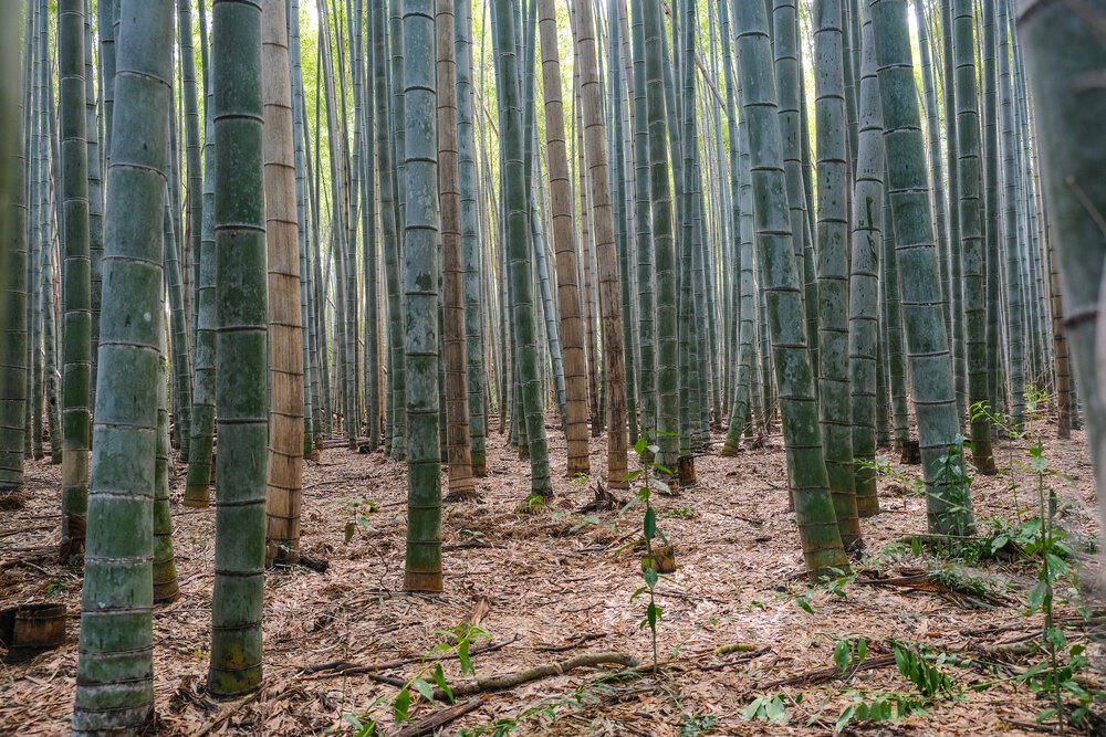 japan-arashiyama-fushimi-miyama-7.jpg