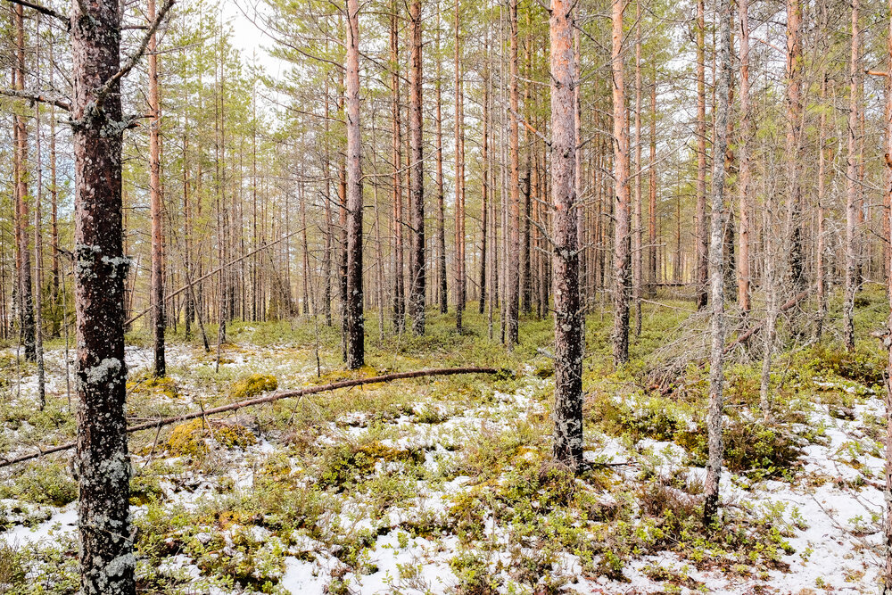 finland_snow-2.jpg