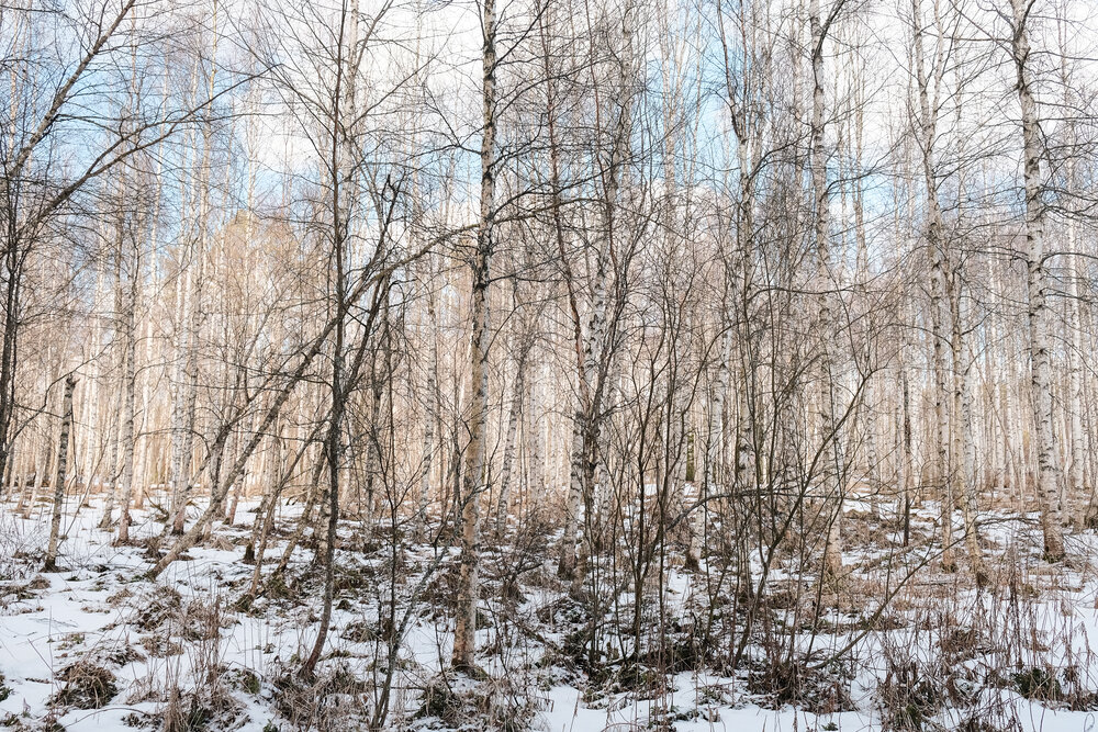 finland_snow-15.jpg