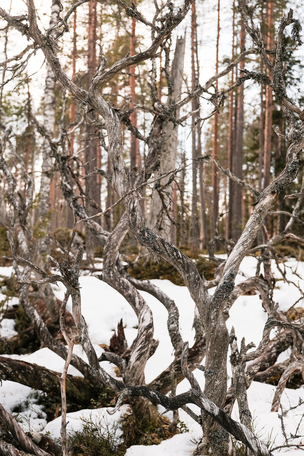 finland_snow-24.jpg