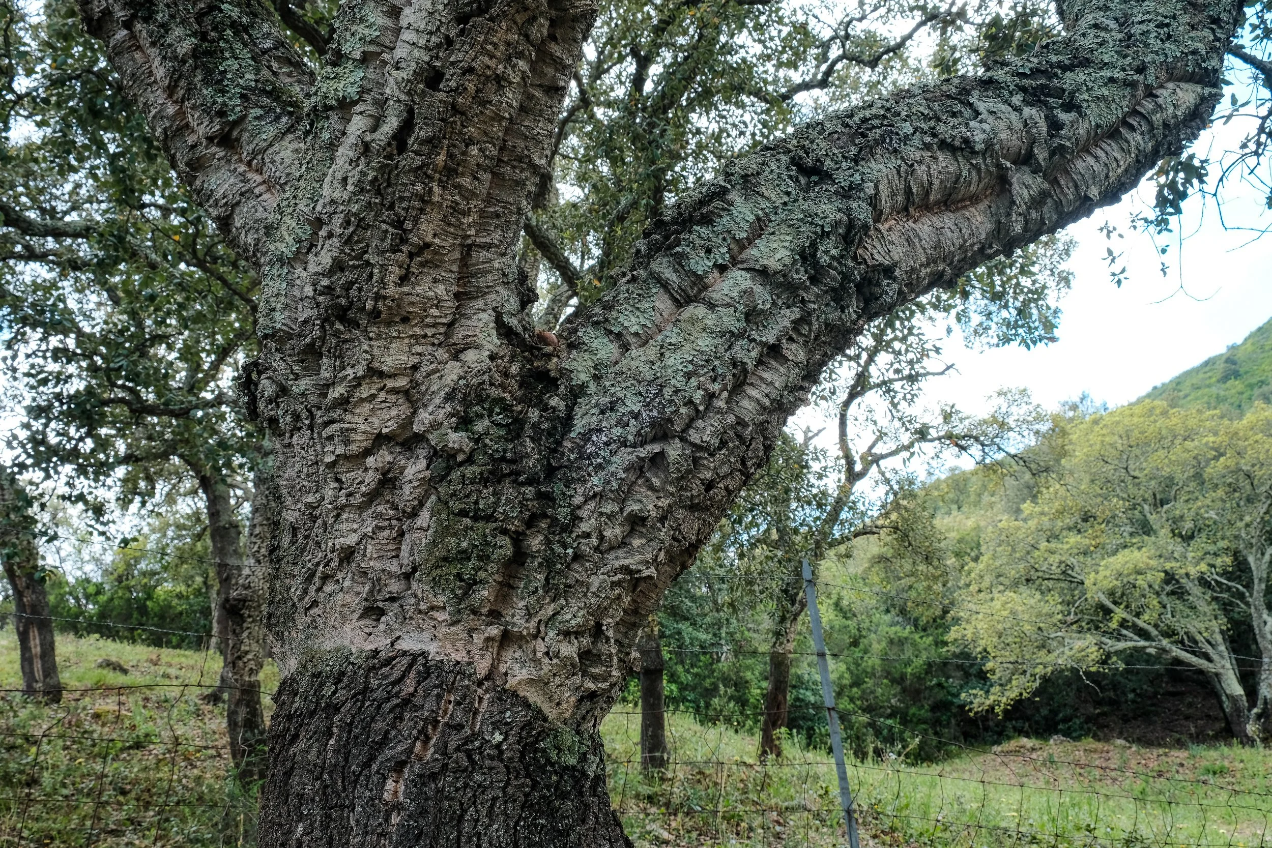 DSCF7937.jpg
