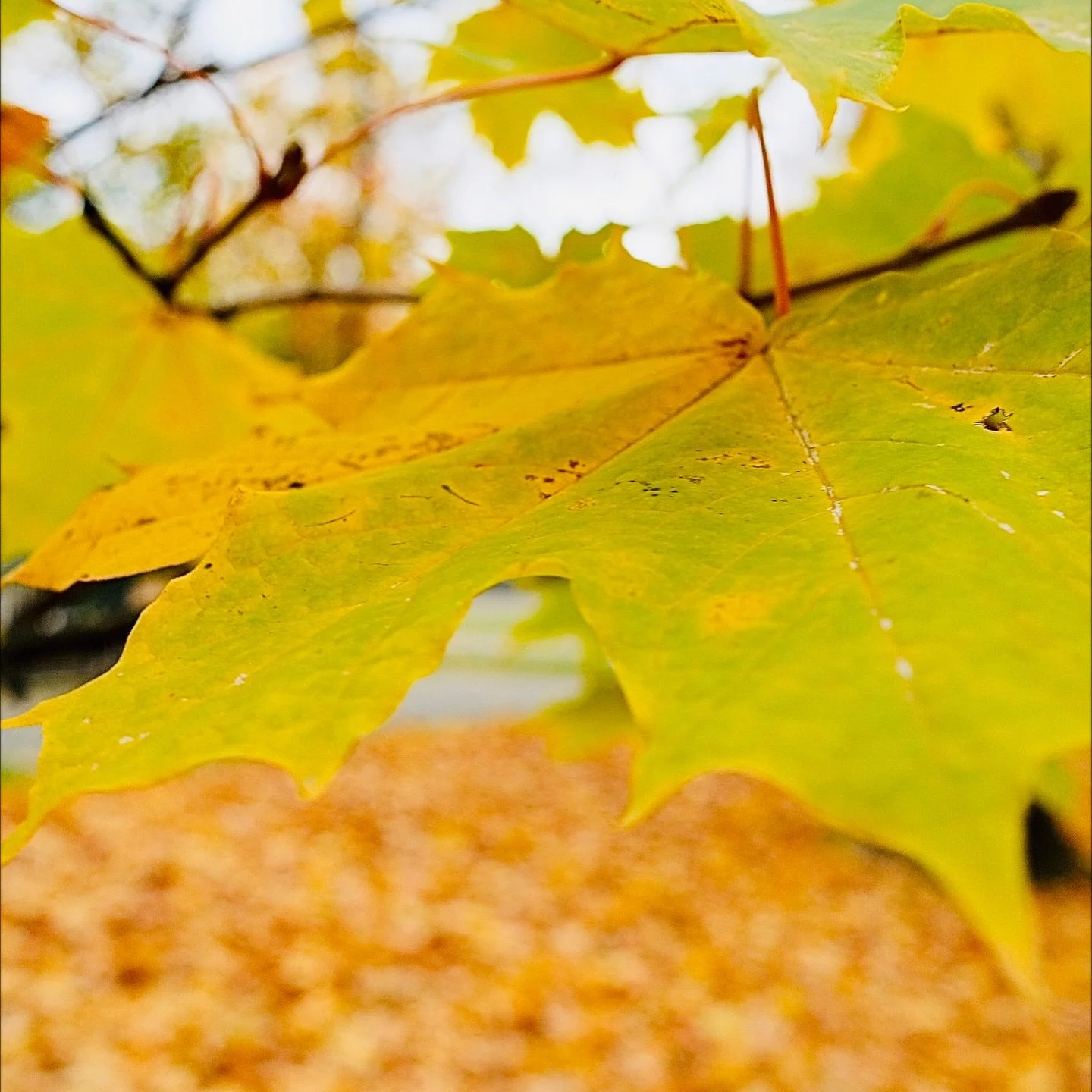 Incredible Womex25 in Tampere, Finland, so much so I only thought to take pictures of leaves walking there in the morning and on my way home at night…a big testament to all the great conversation and music. In 5 days I walked ~30mi growing rel