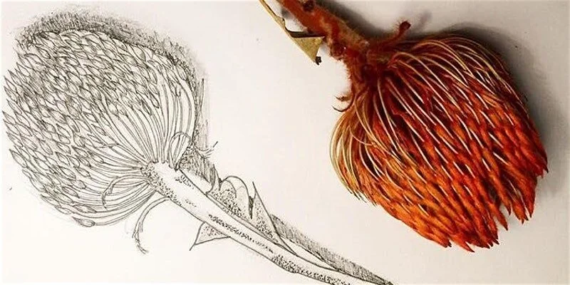 Botanic Art Drawing with Louisa West 